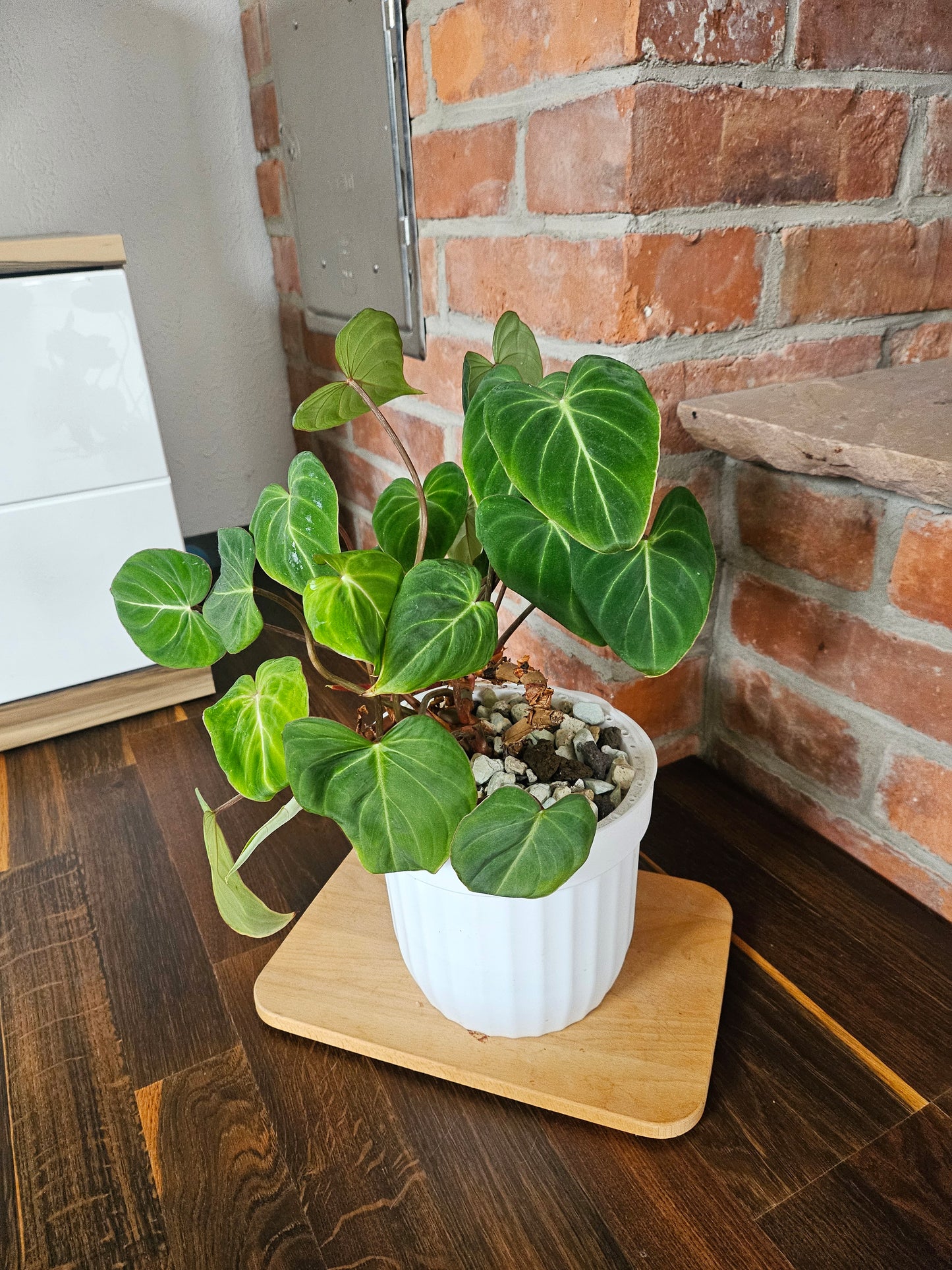 Philodendron Gloriosum Pflanze mehrere Pflanzen im Topf