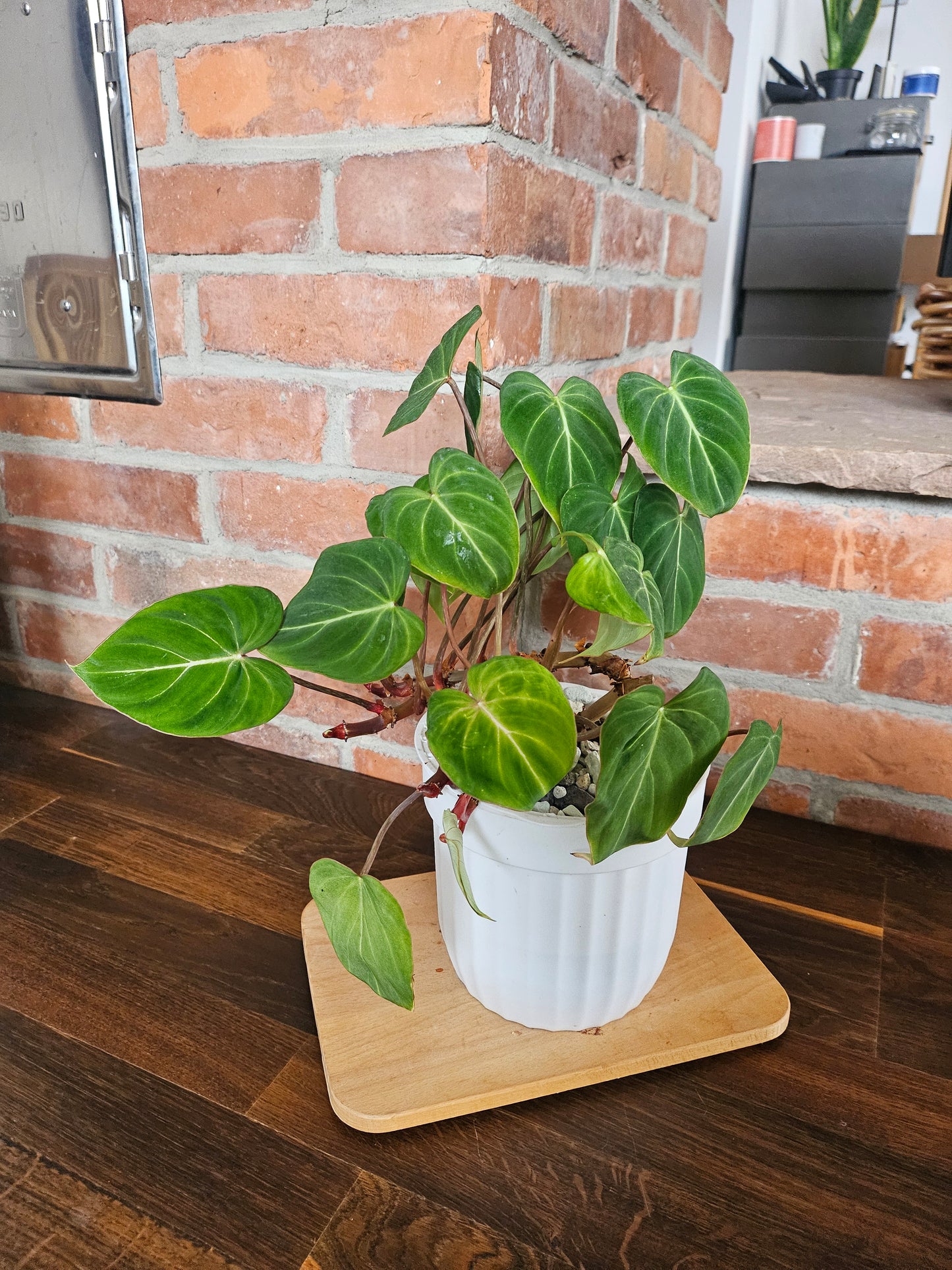Philodendron Gloriosum Pflanze mehrere Pflanzen im Topf