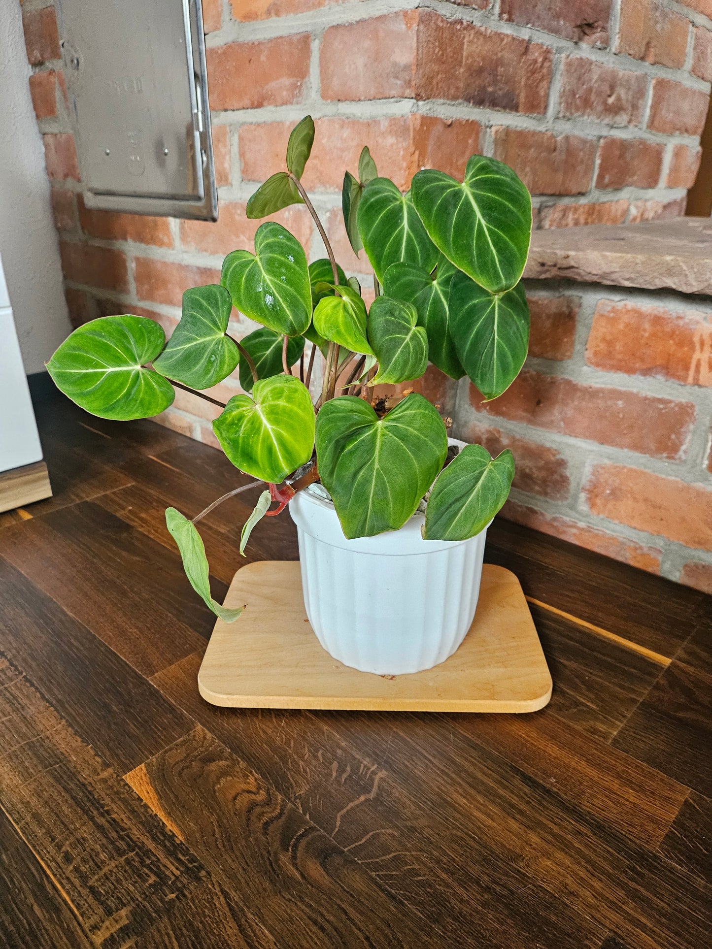 Philodendron Gloriosum Pflanze mehrere Pflanzen im Topf