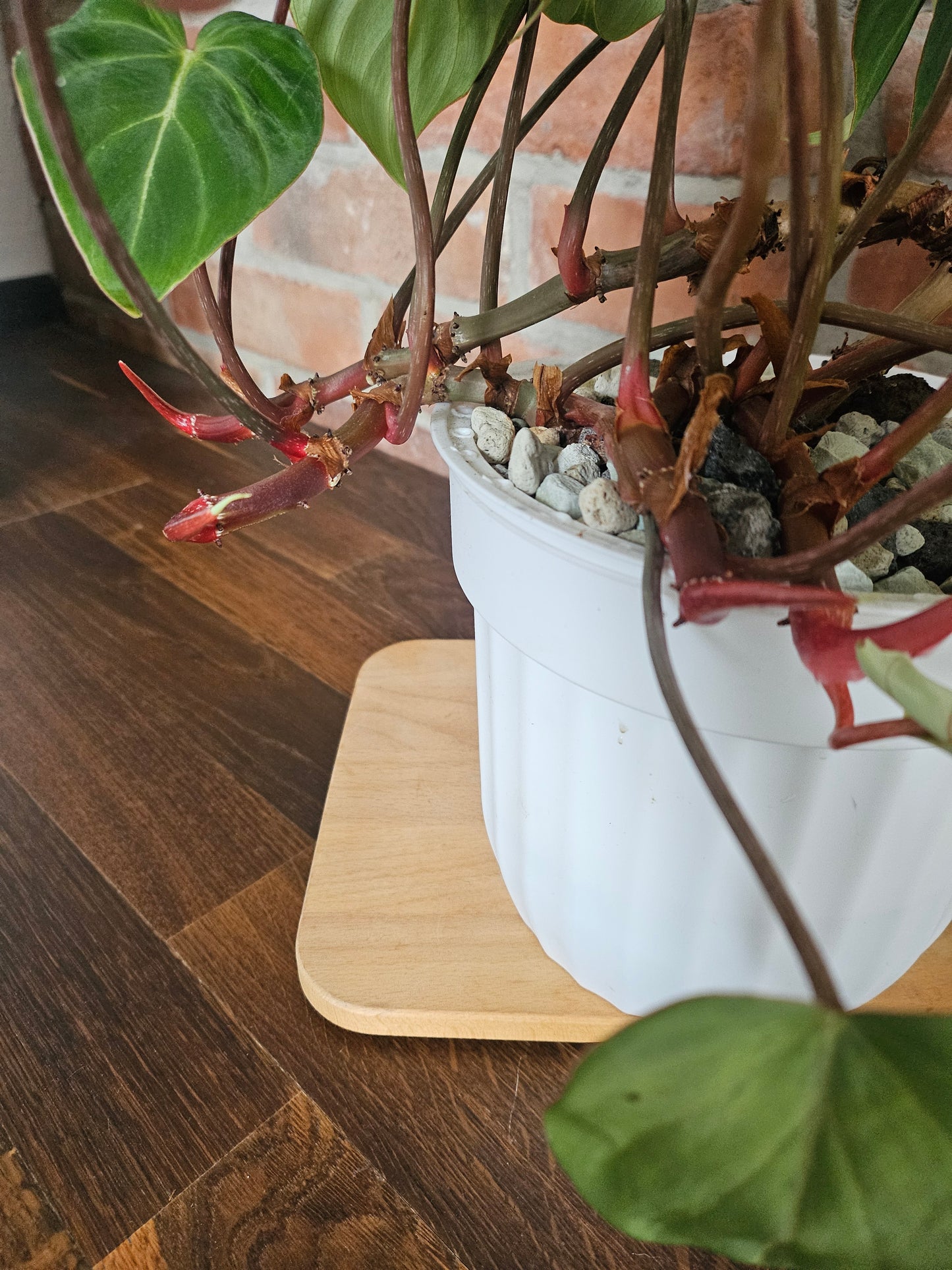 Philodendron Gloriosum Pflanze mehrere Pflanzen im Topf