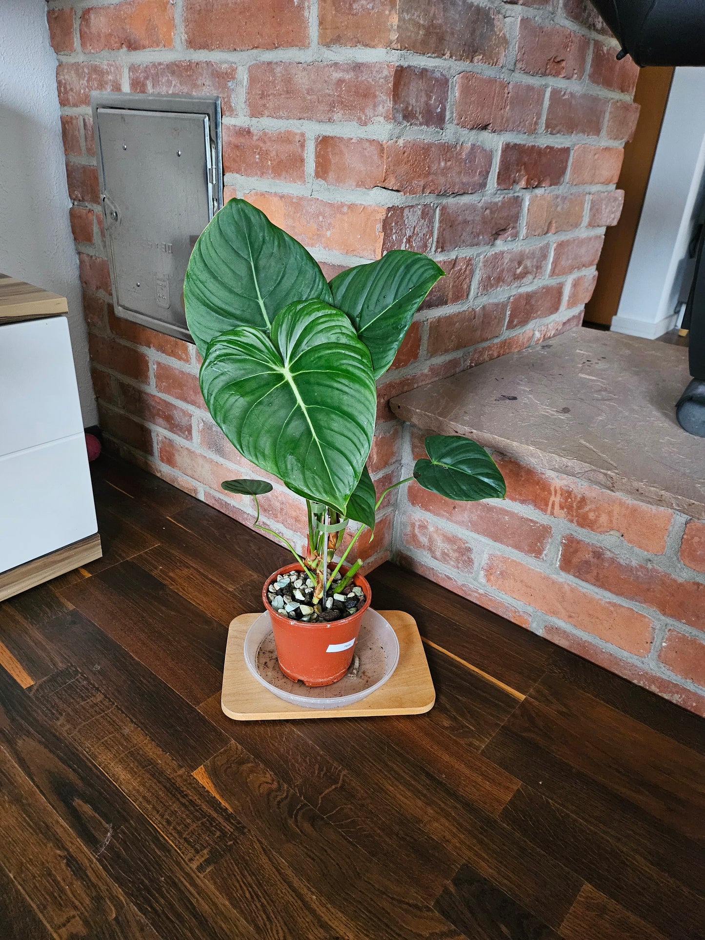Philodendron Pastazanum XXL Pflanze