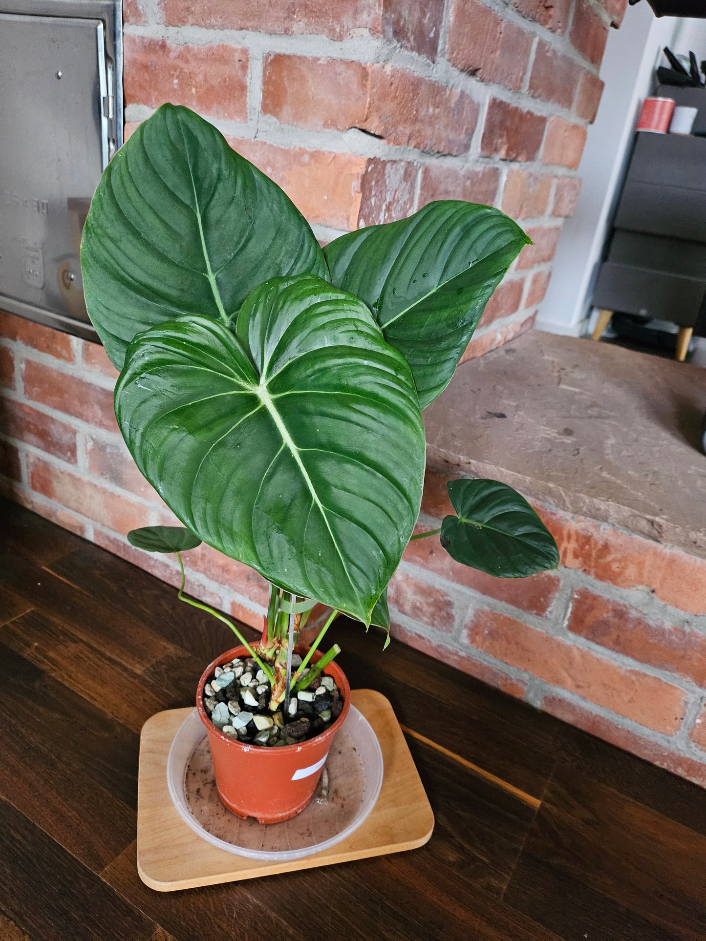 Philodendron Pastazanum XXL Pflanze
