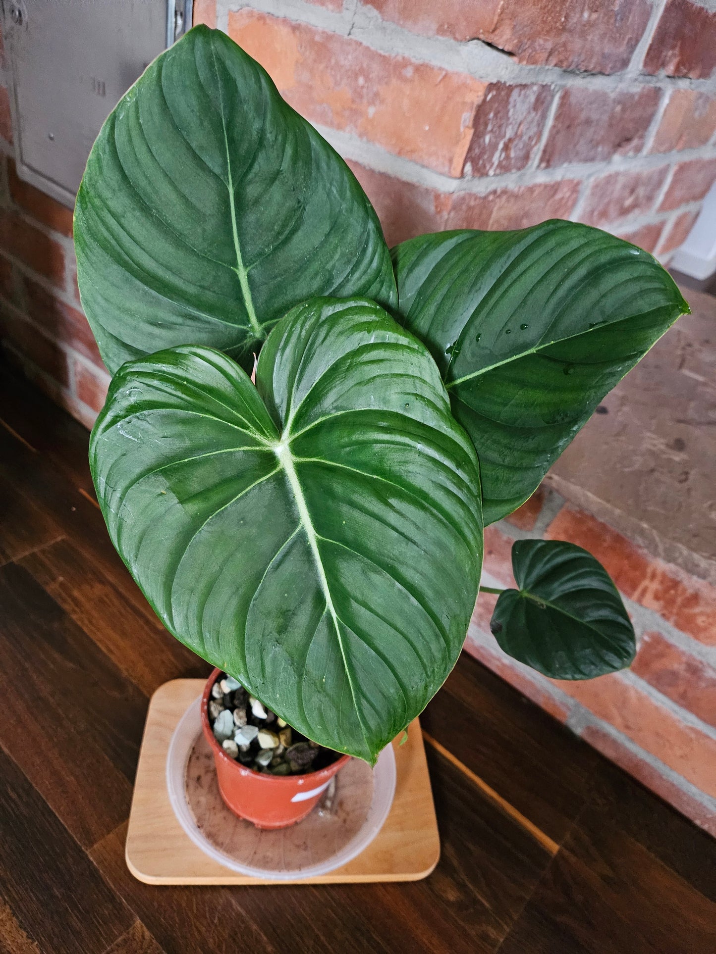 Philodendron Pastazanum XXL Pflanze