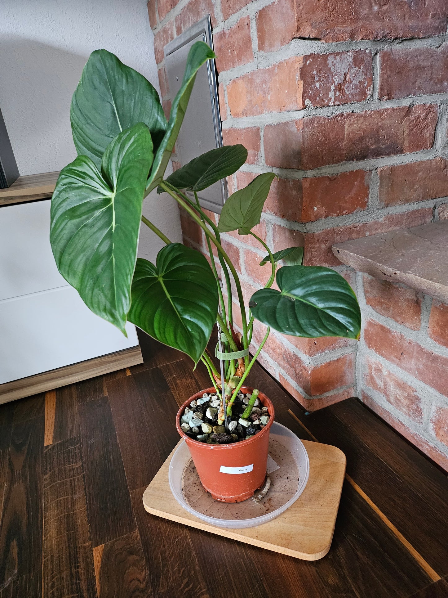 Philodendron Pastazanum XXL Pflanze