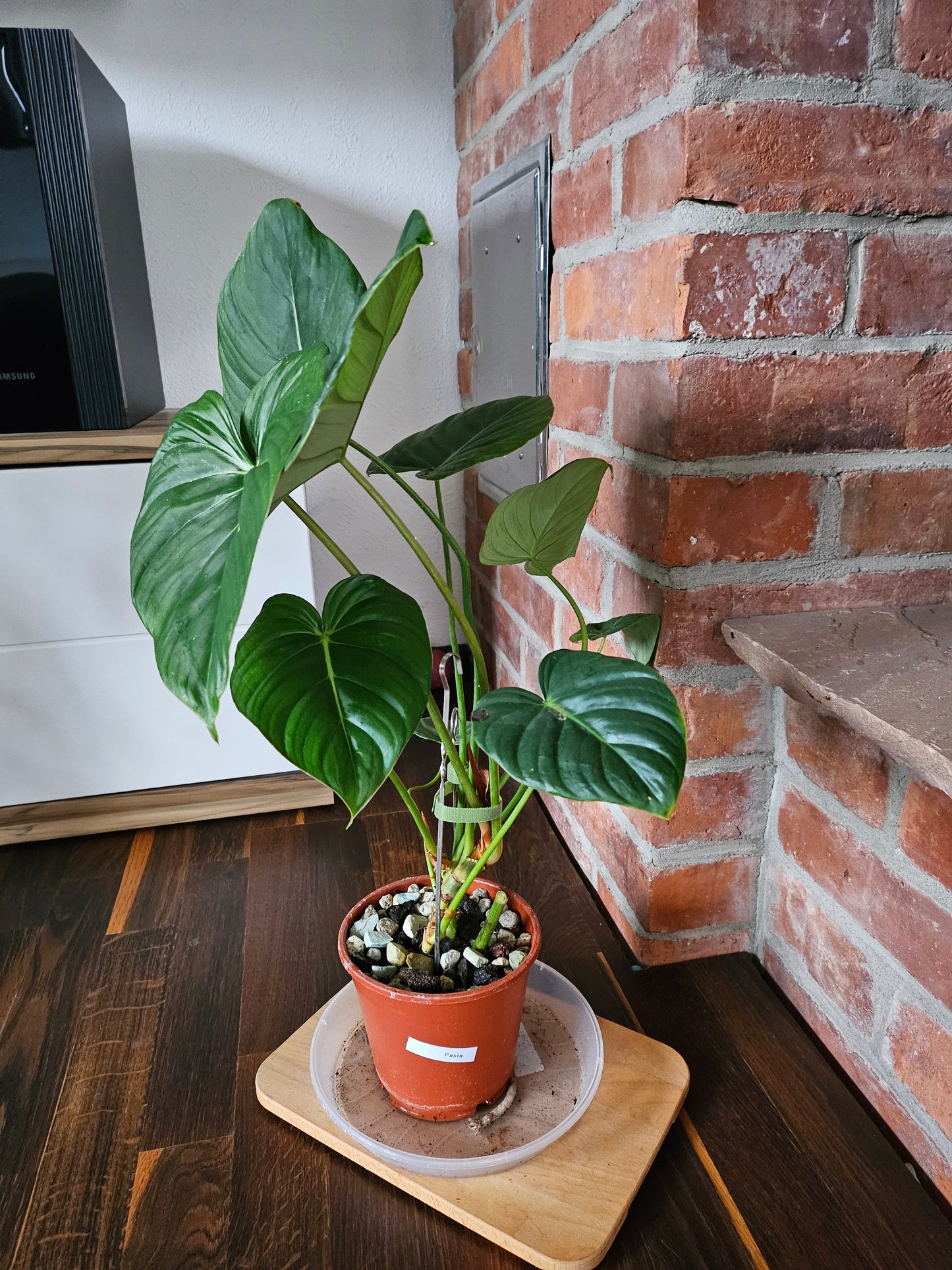 Philodendron Pastazanum XXL Pflanze