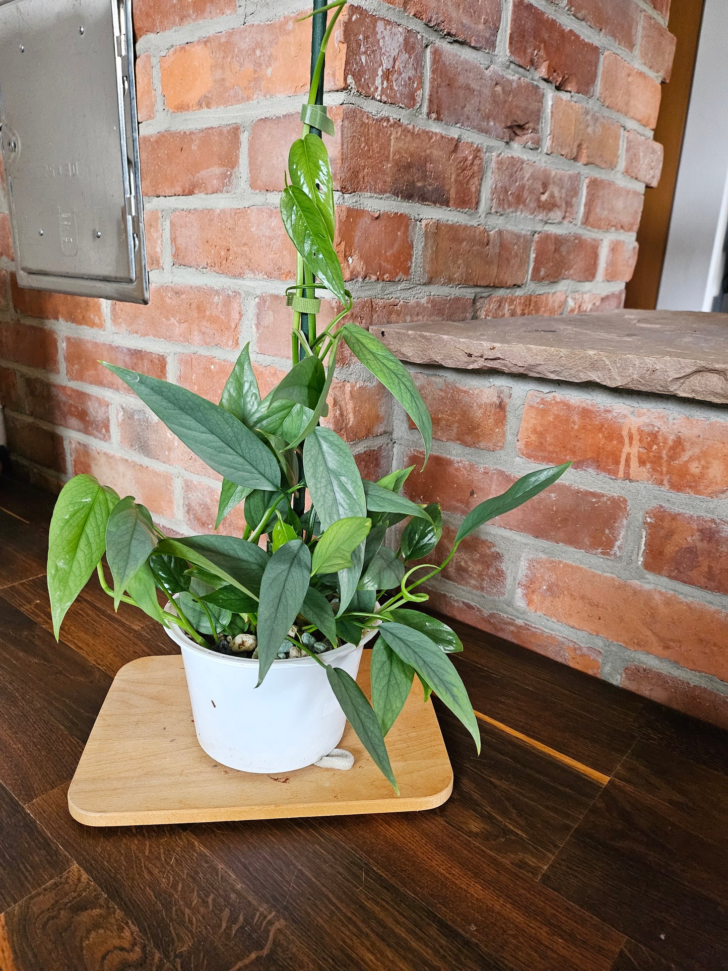 Epipremnum pinnatum cebu blue Pflanze