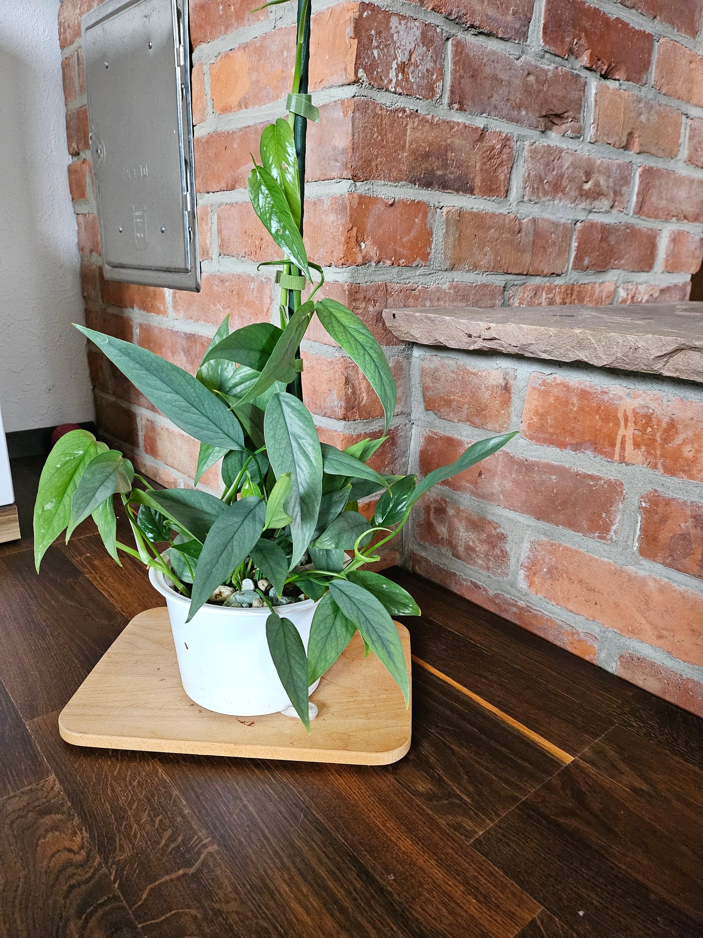 Epipremnum pinnatum cebu blue Pflanze