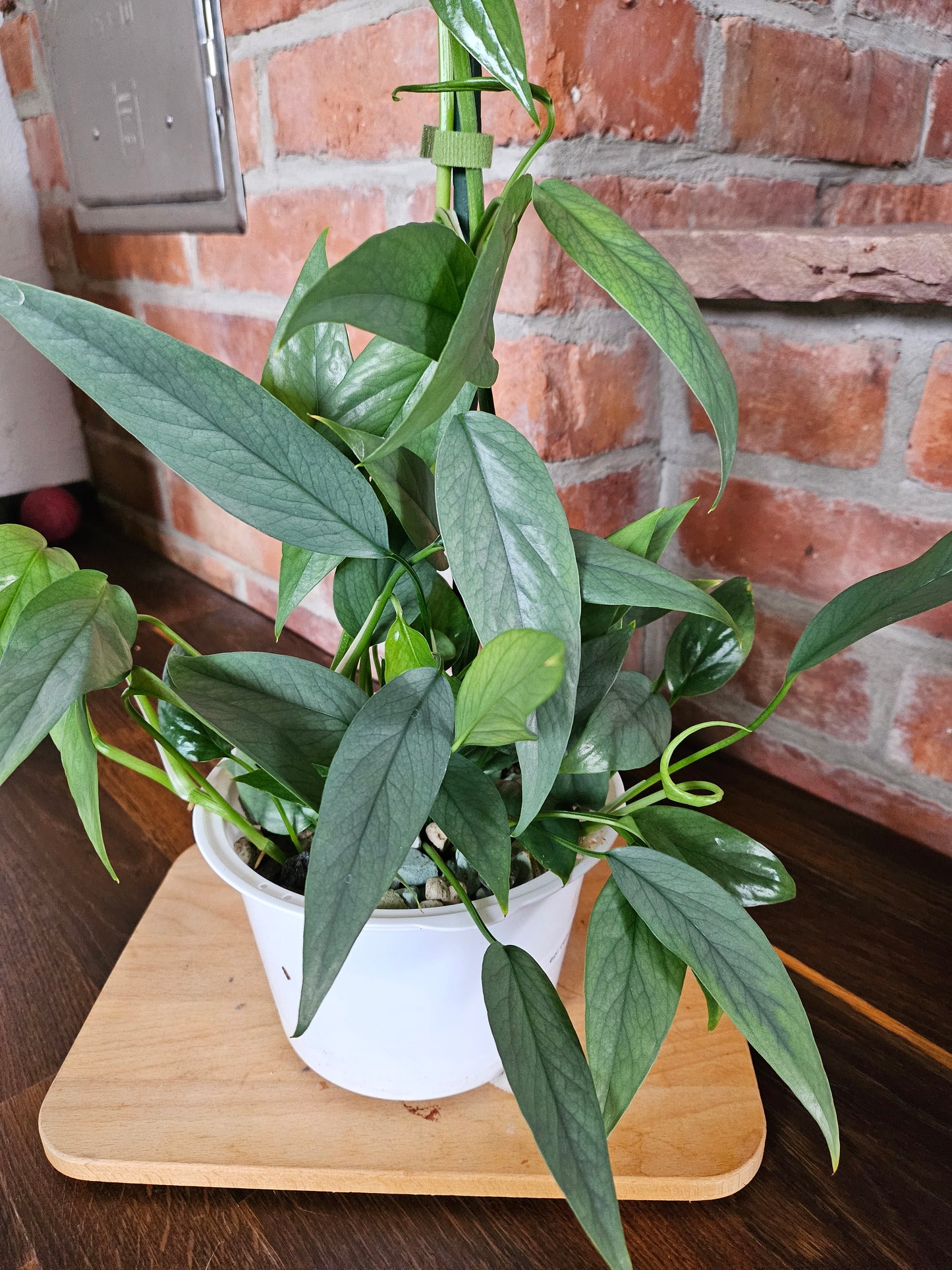 Epipremnum pinnatum cebu blue Pflanze