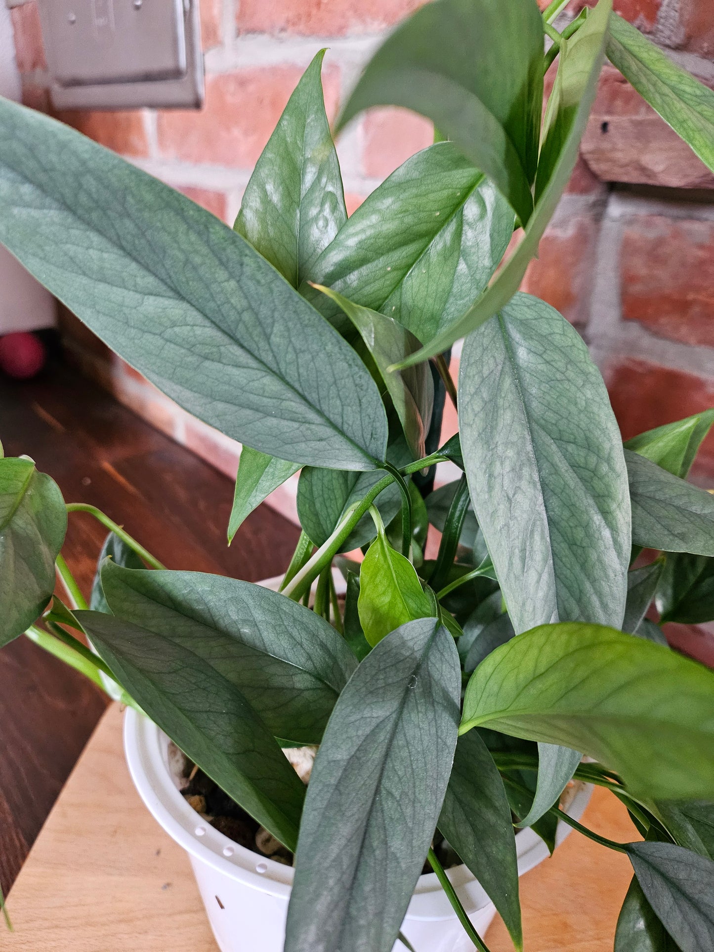 Epipremnum pinnatum cebu blue Pflanze