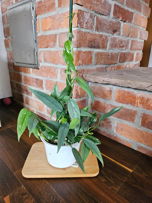 Epipremnum pinnatum cebu blue Pflanze