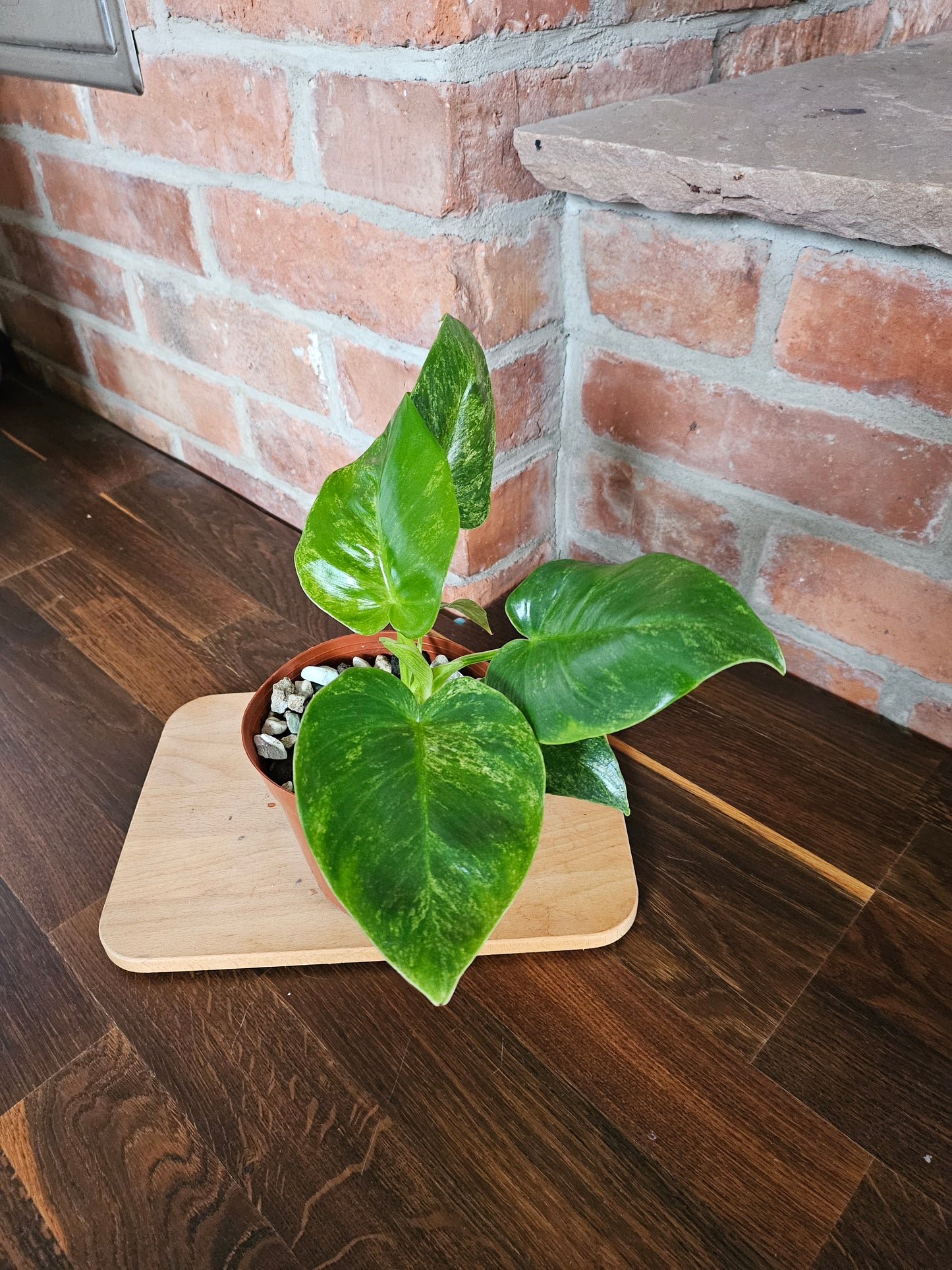 Philodendron Giganteum variegata Pflanze