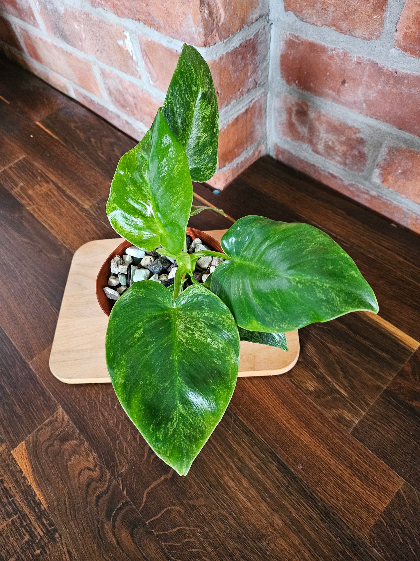 Philodendron Giganteum variegata Pflanze