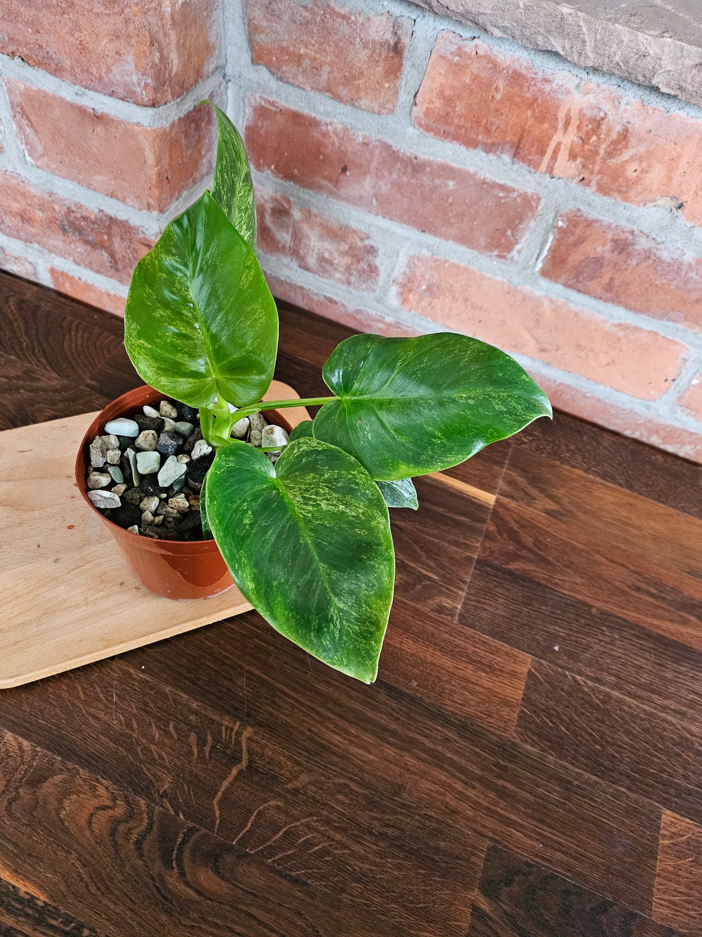 Philodendron Giganteum variegata Pflanze