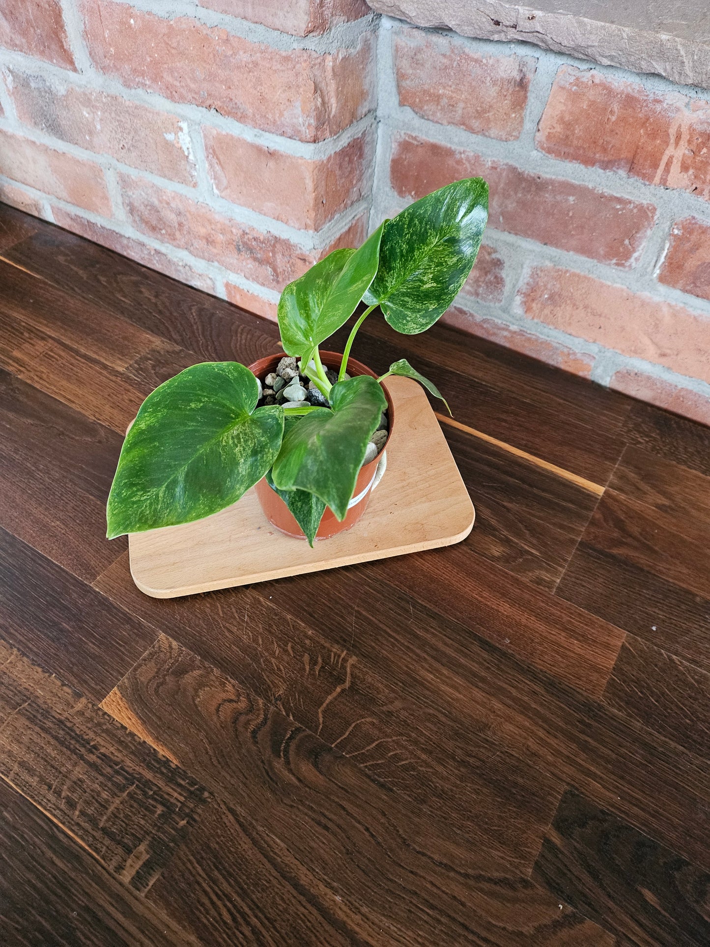 Philodendron Giganteum variegata Pflanze