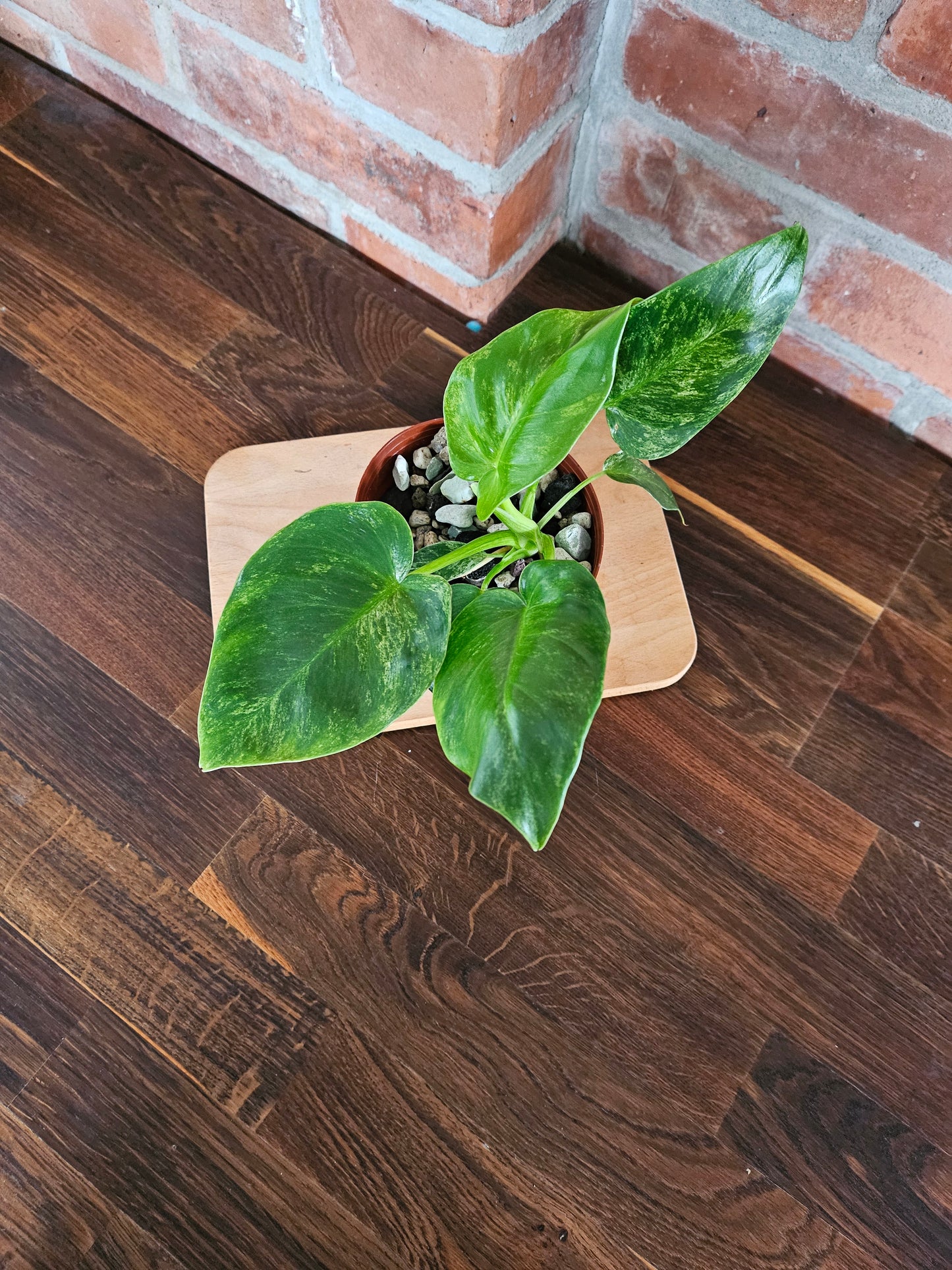 Philodendron Giganteum variegata Pflanze