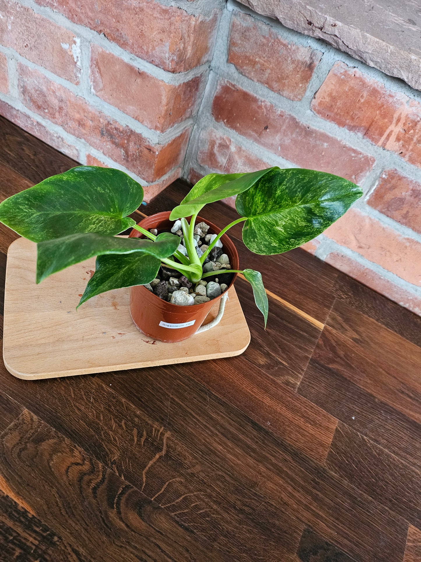 Philodendron Giganteum variegata Pflanze