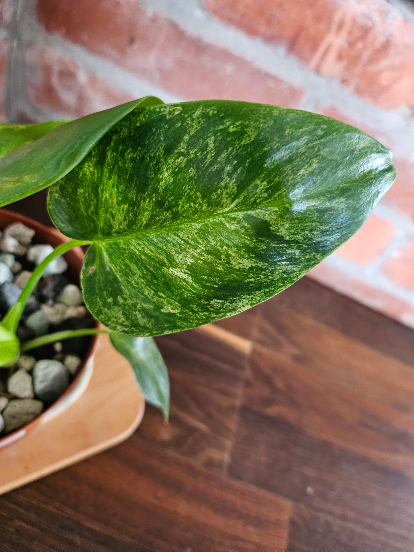 Philodendron Giganteum variegata Pflanze