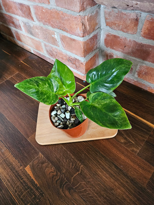 Philodendron Giganteum variegata Pflanze