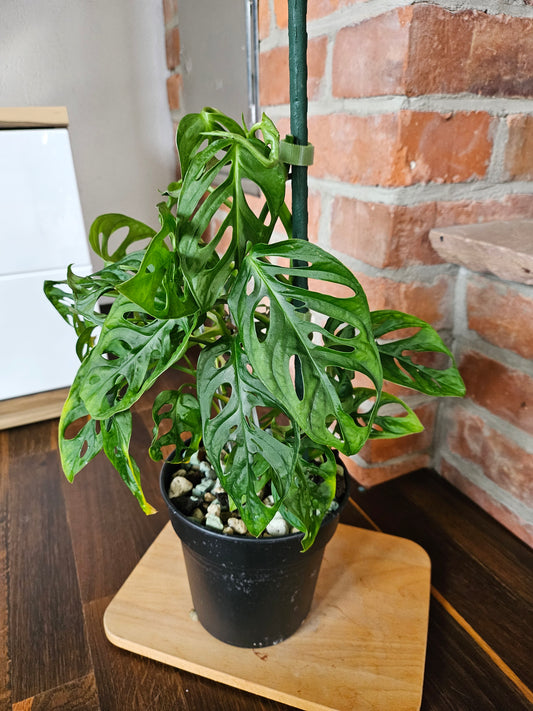 Monstera adansonii Pflanze