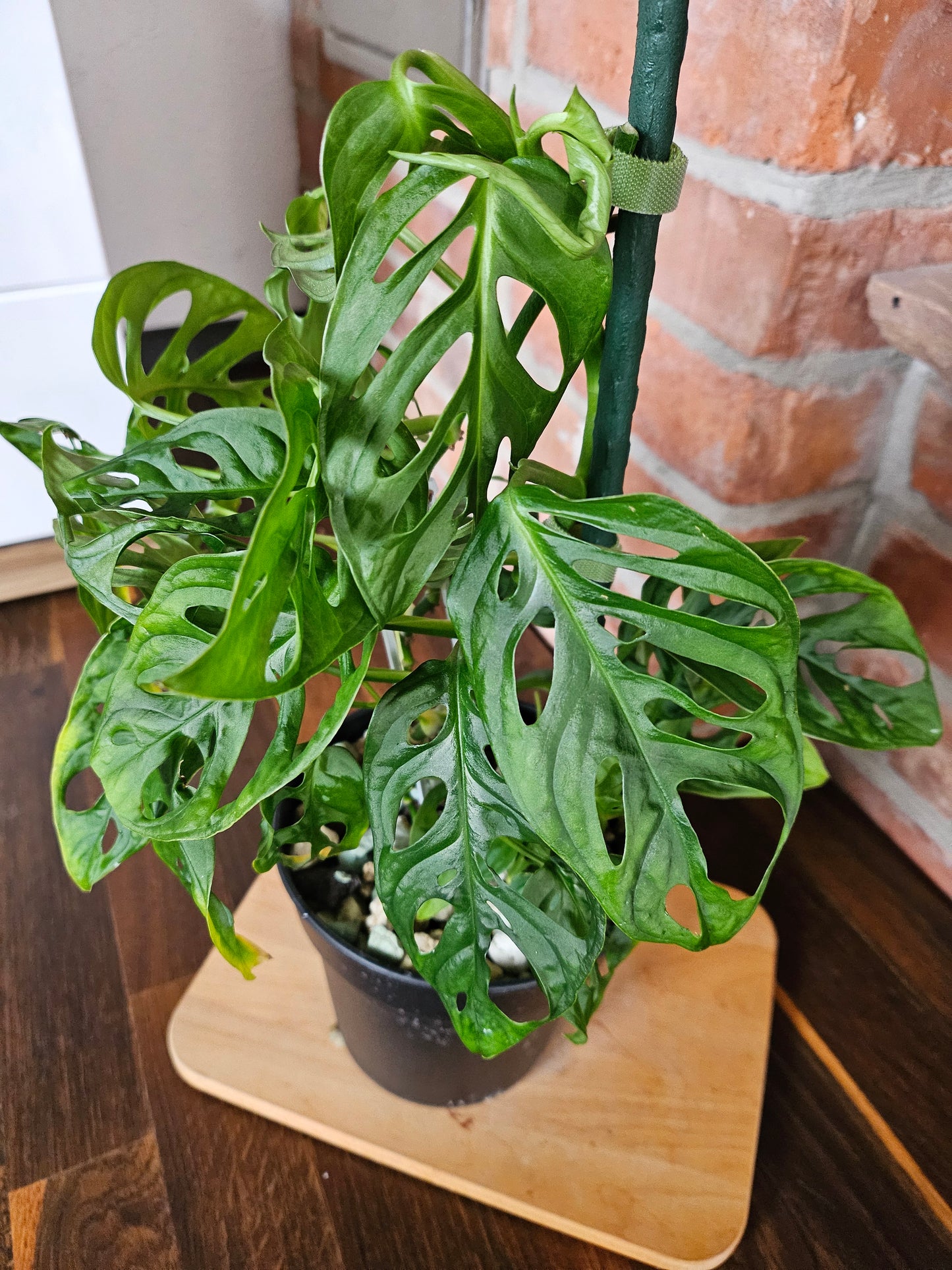 Monstera adansonii Pflanze