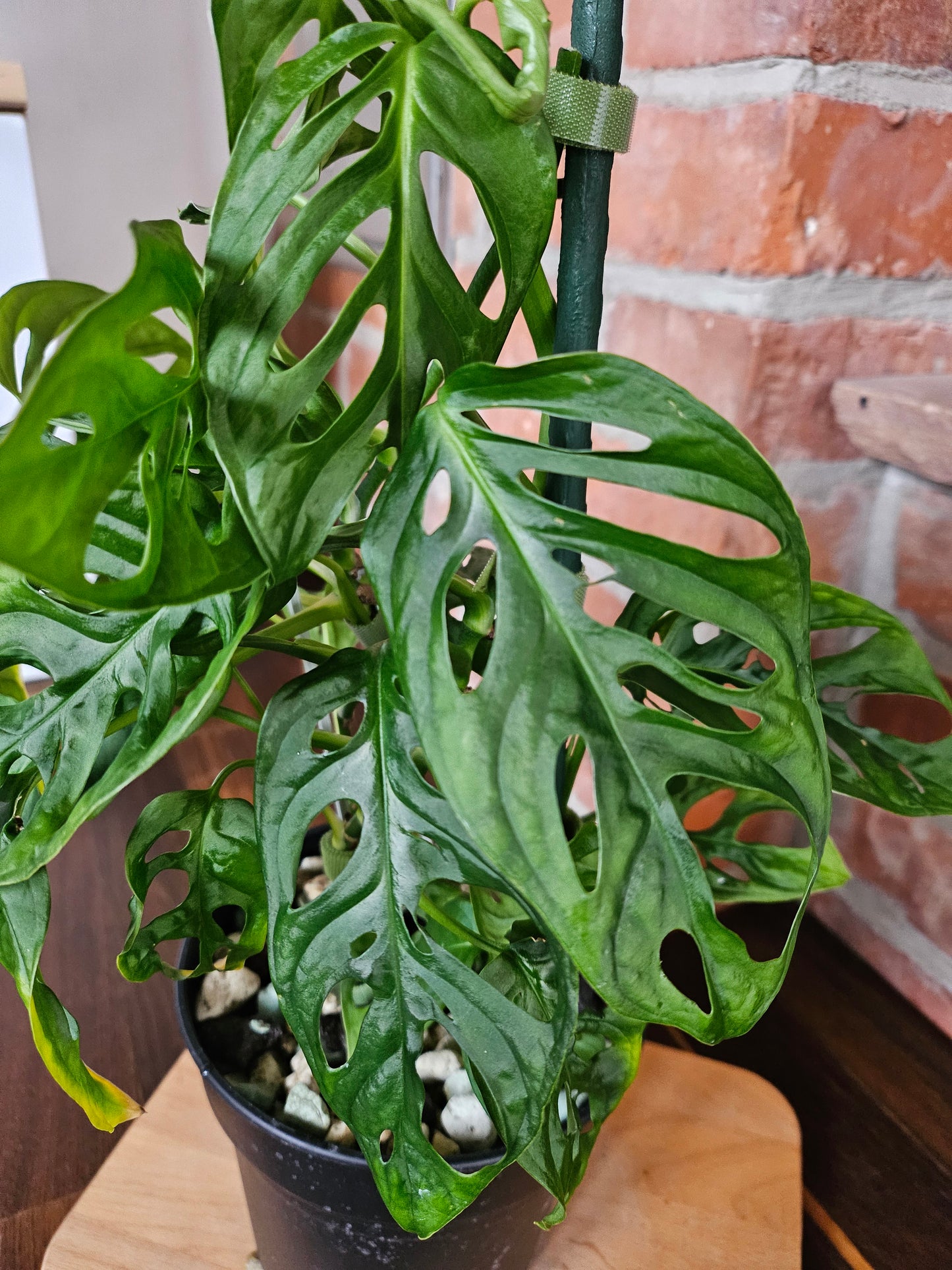 Monstera adansonii Pflanze