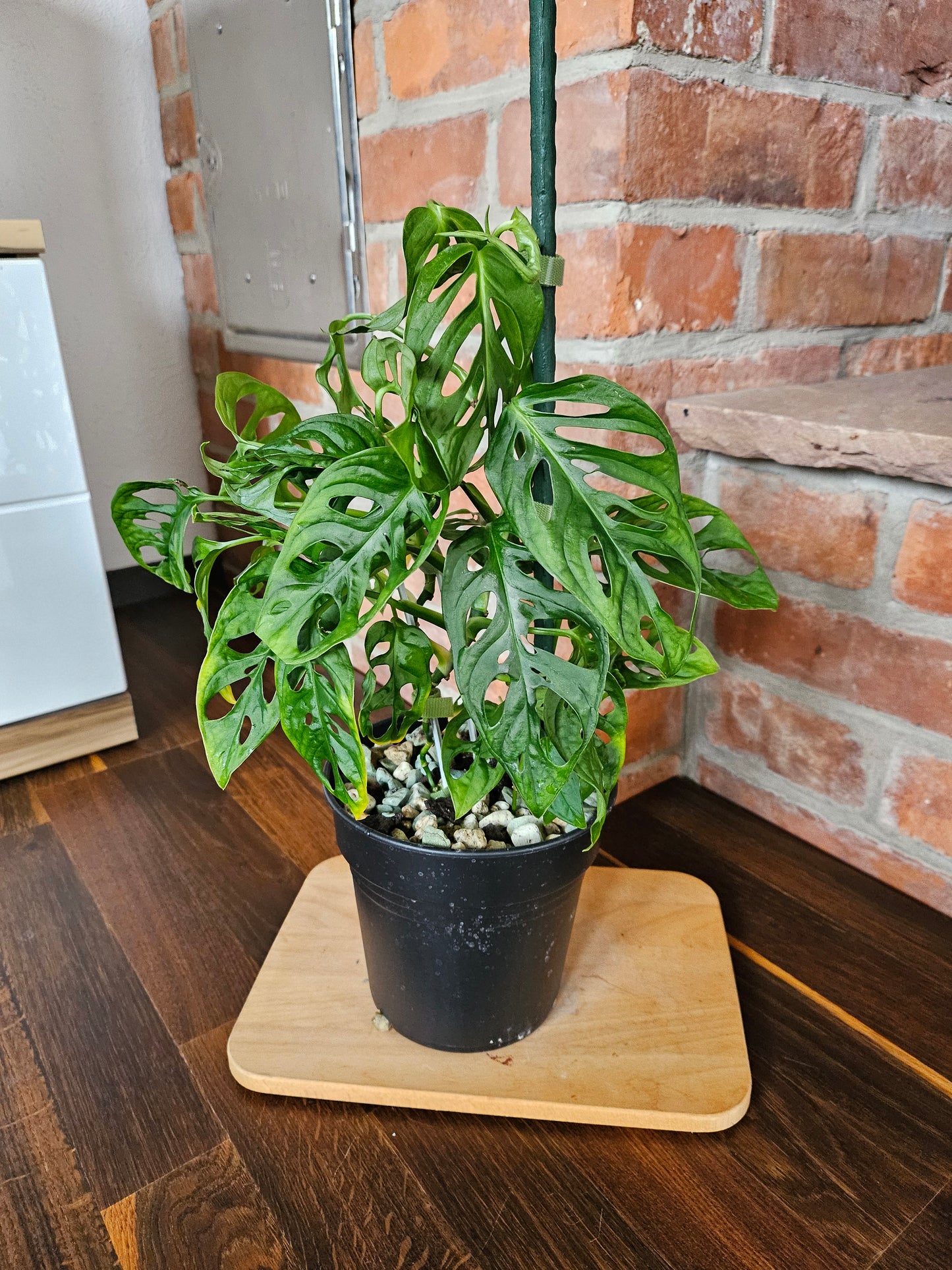 Monstera adansonii Pflanze