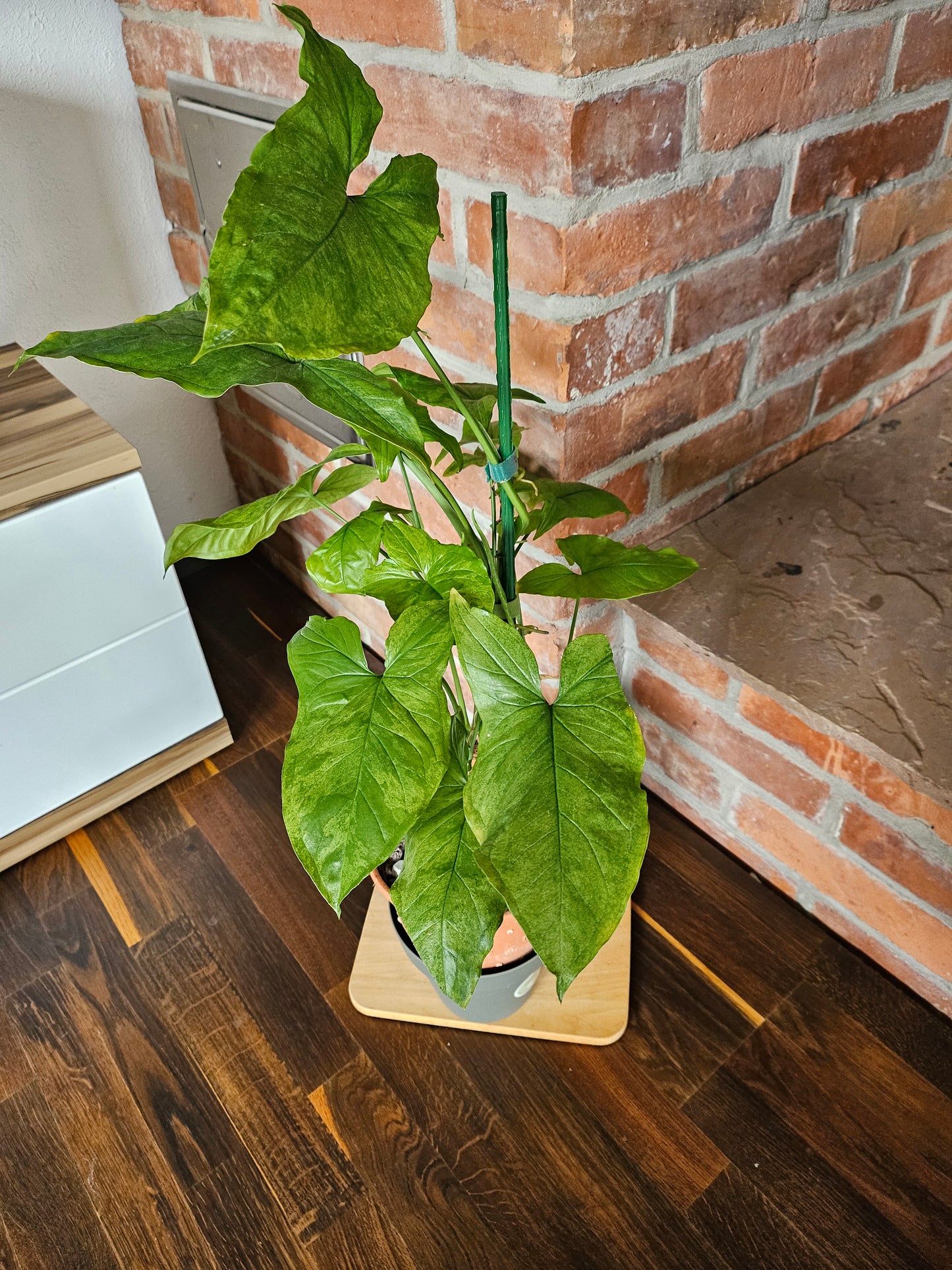 Syngonium mottled mojito Pflanze