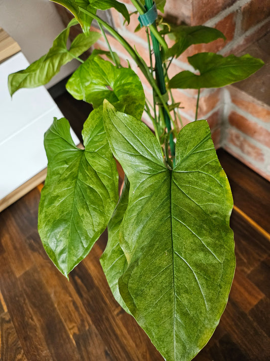 Syngonium mottled mojito Pflanze