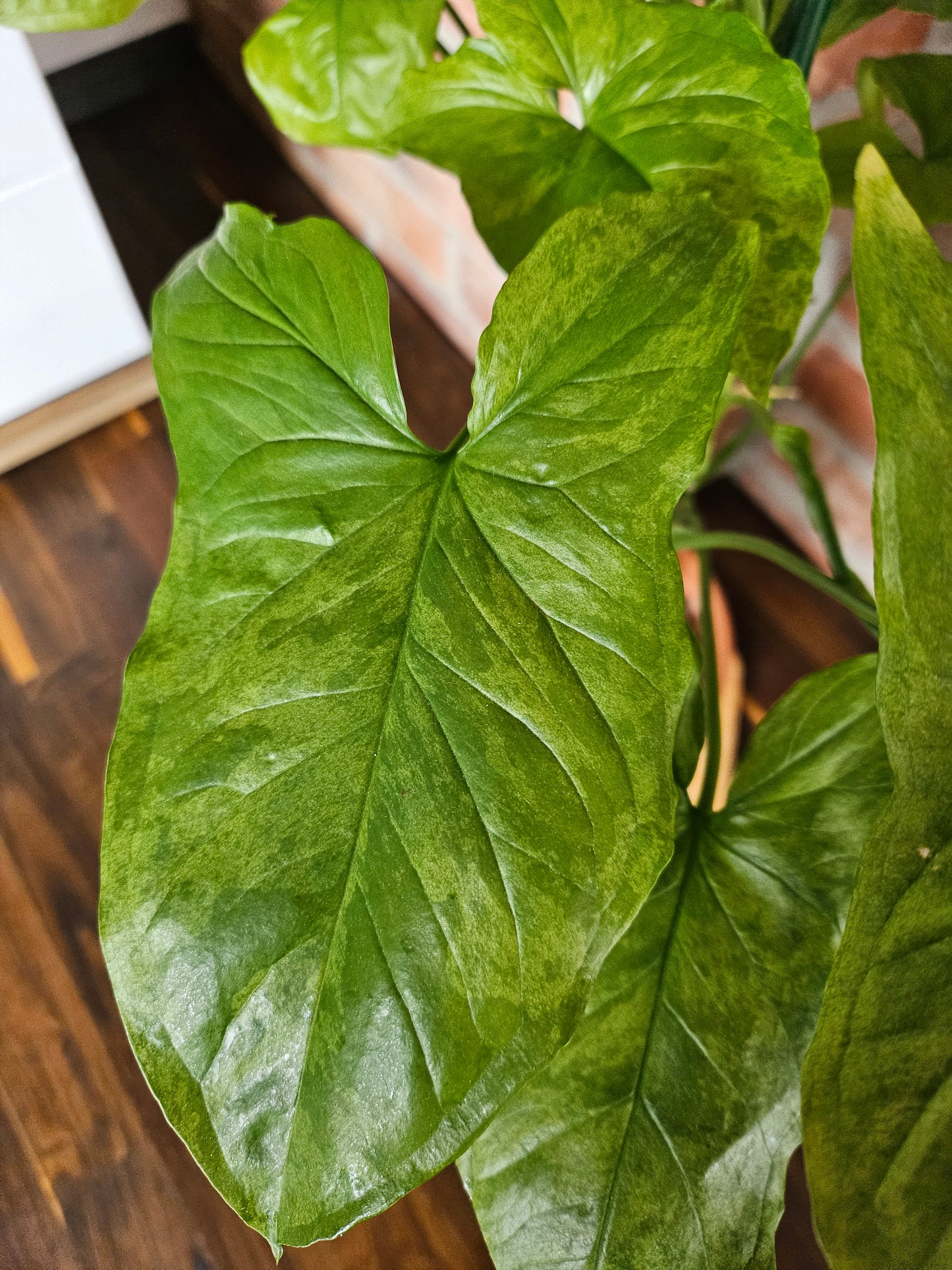 Syngonium mottled mojito Pflanze