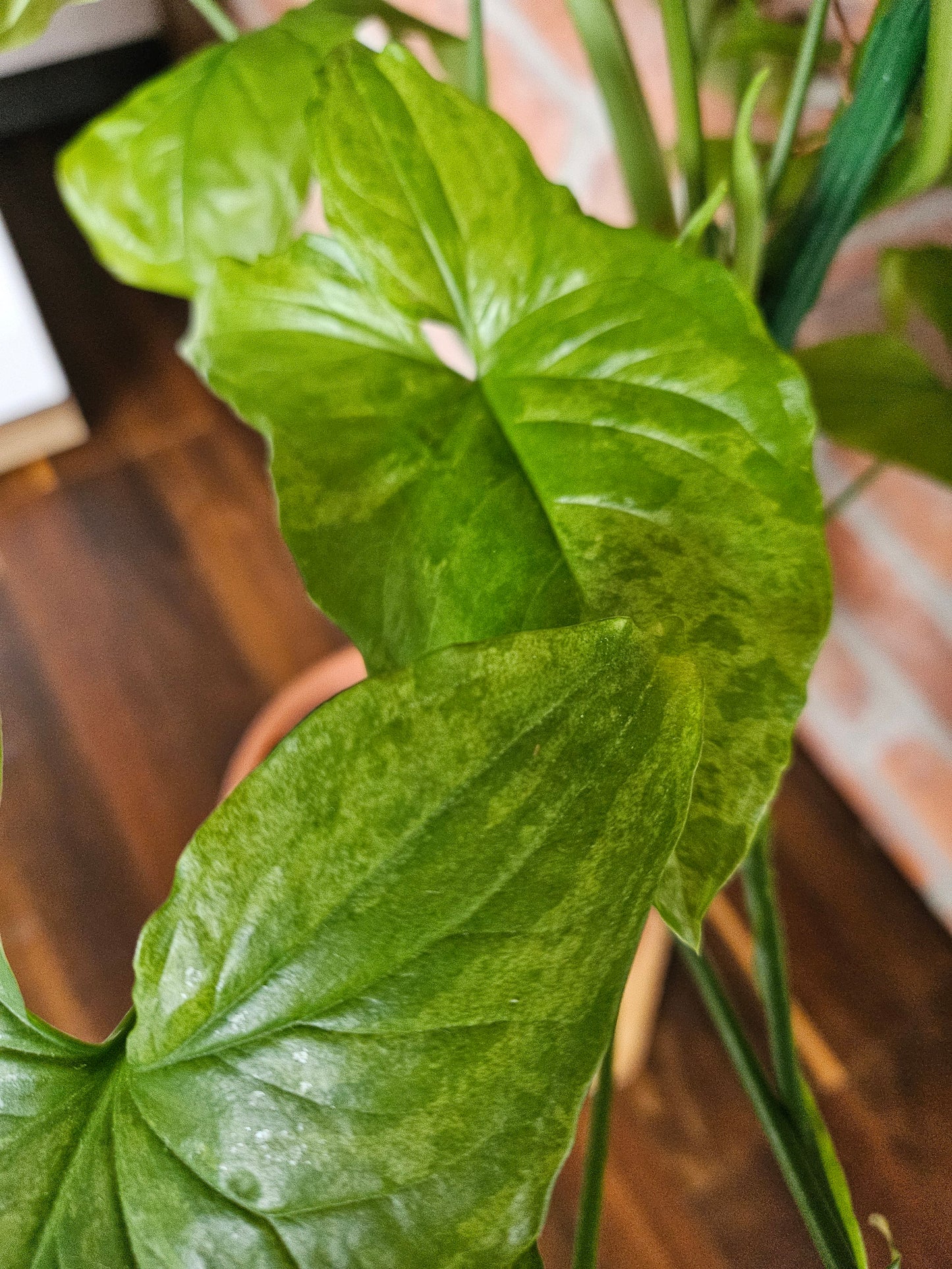 Syngonium mottled mojito Pflanze
