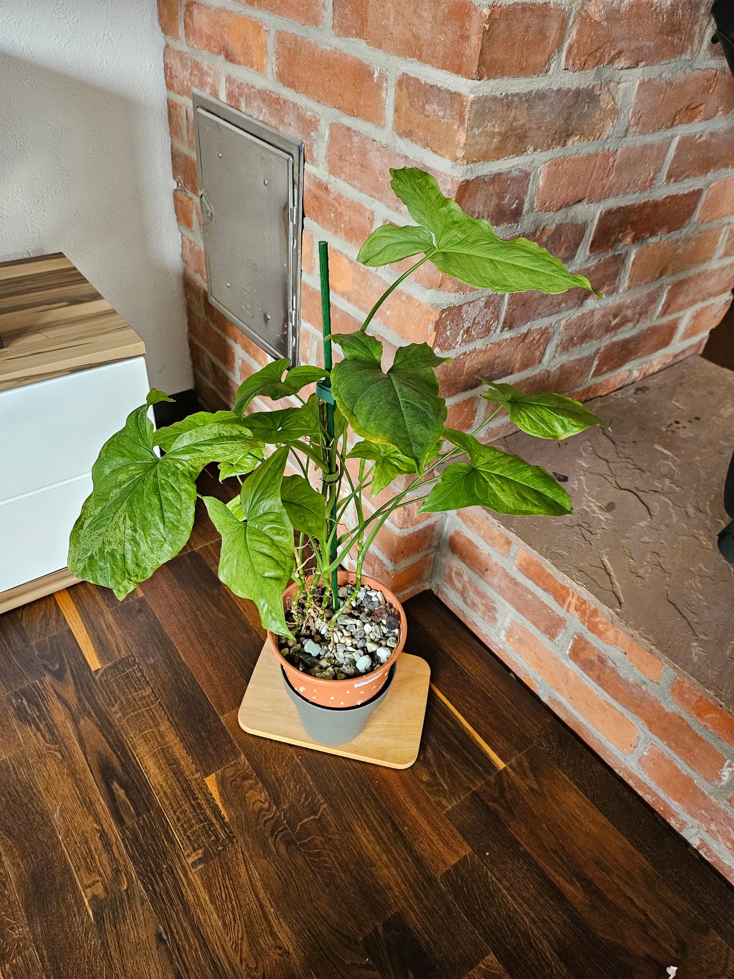 Syngonium mottled mojito Pflanze