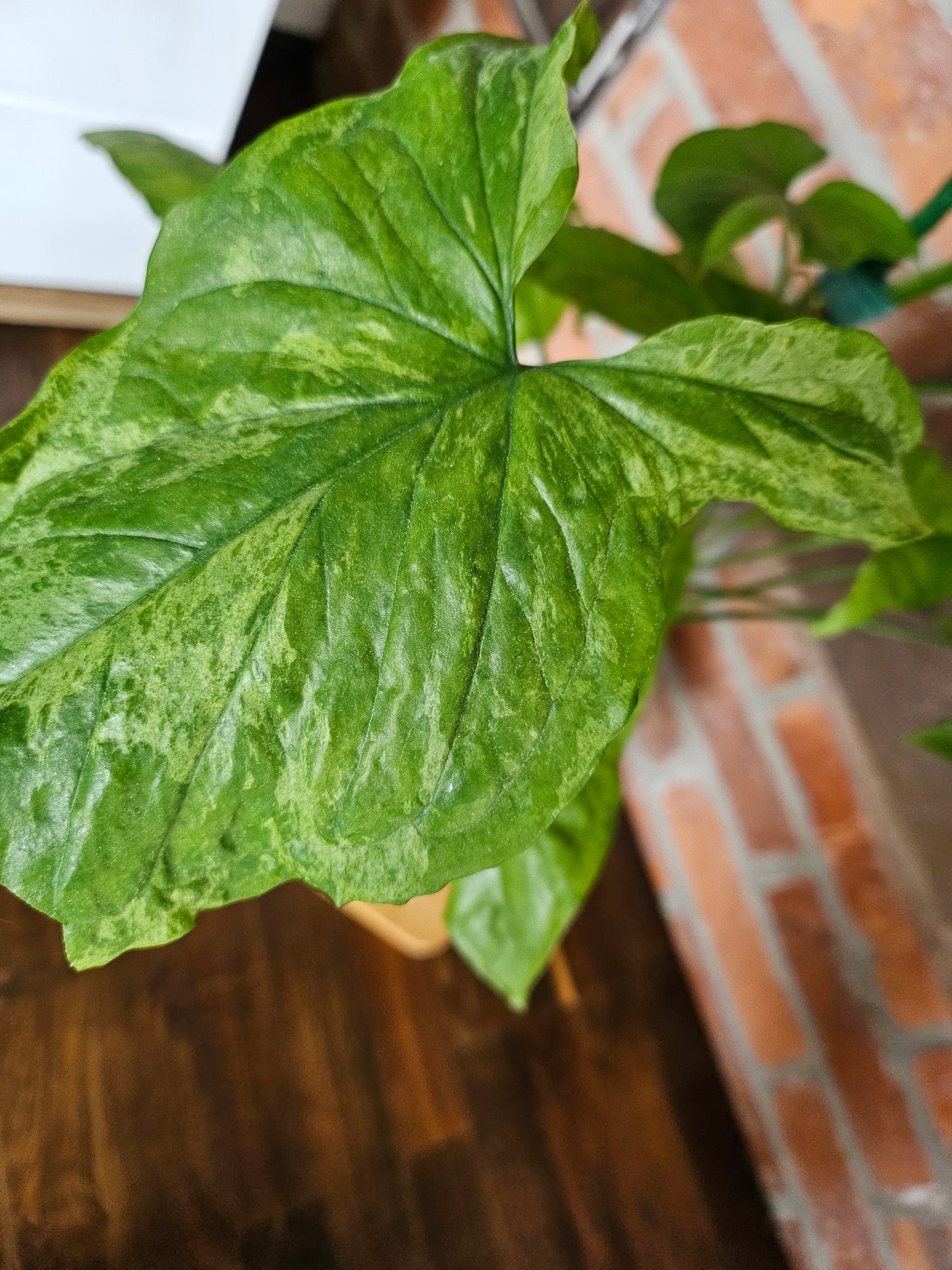 Syngonium mottled mojito Pflanze