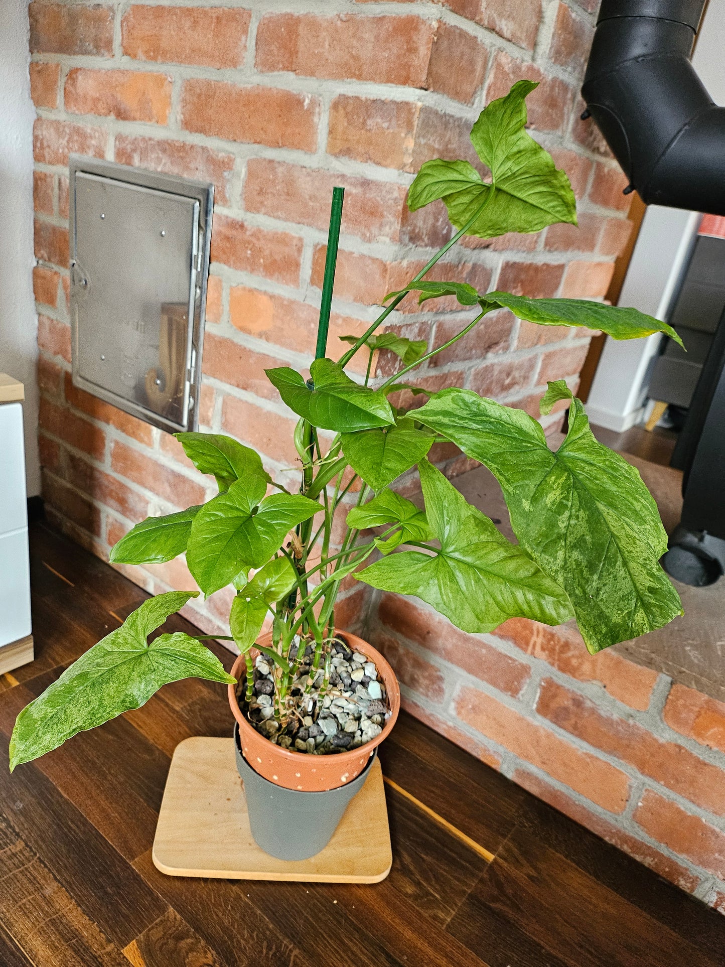 Syngonium mottled mojito Pflanze