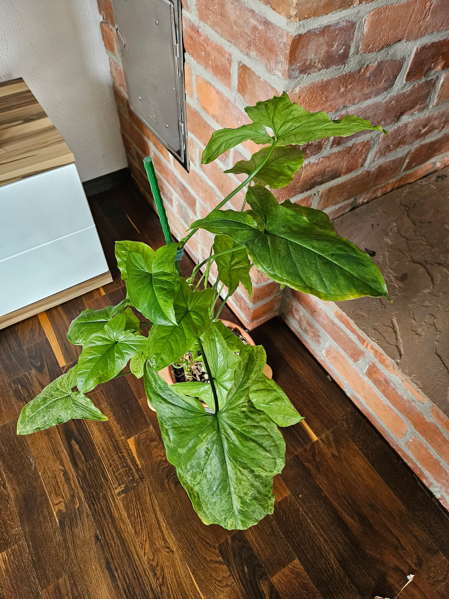 Syngonium mottled mojito Pflanze
