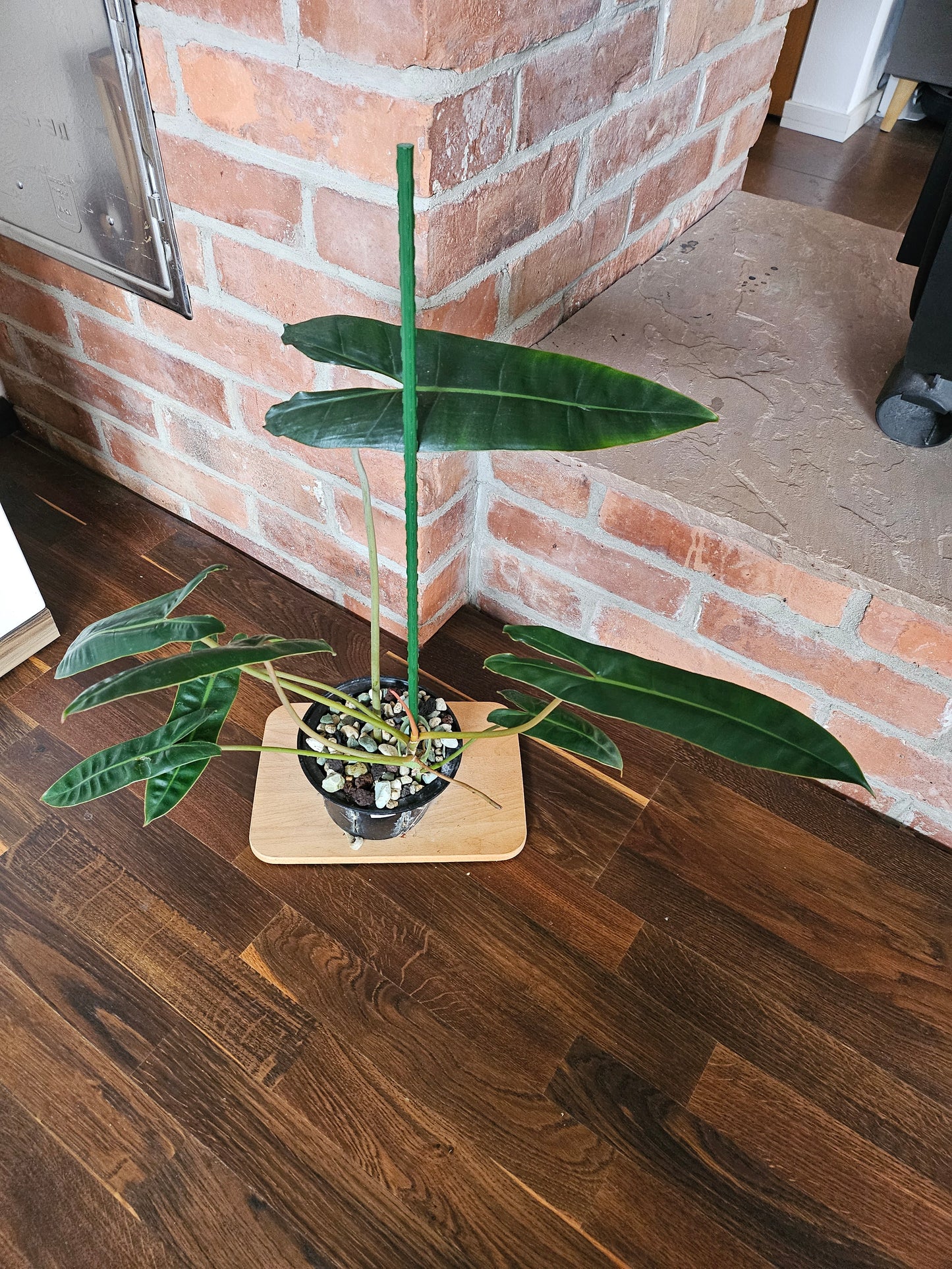Philodendron Billietiae Pflanze