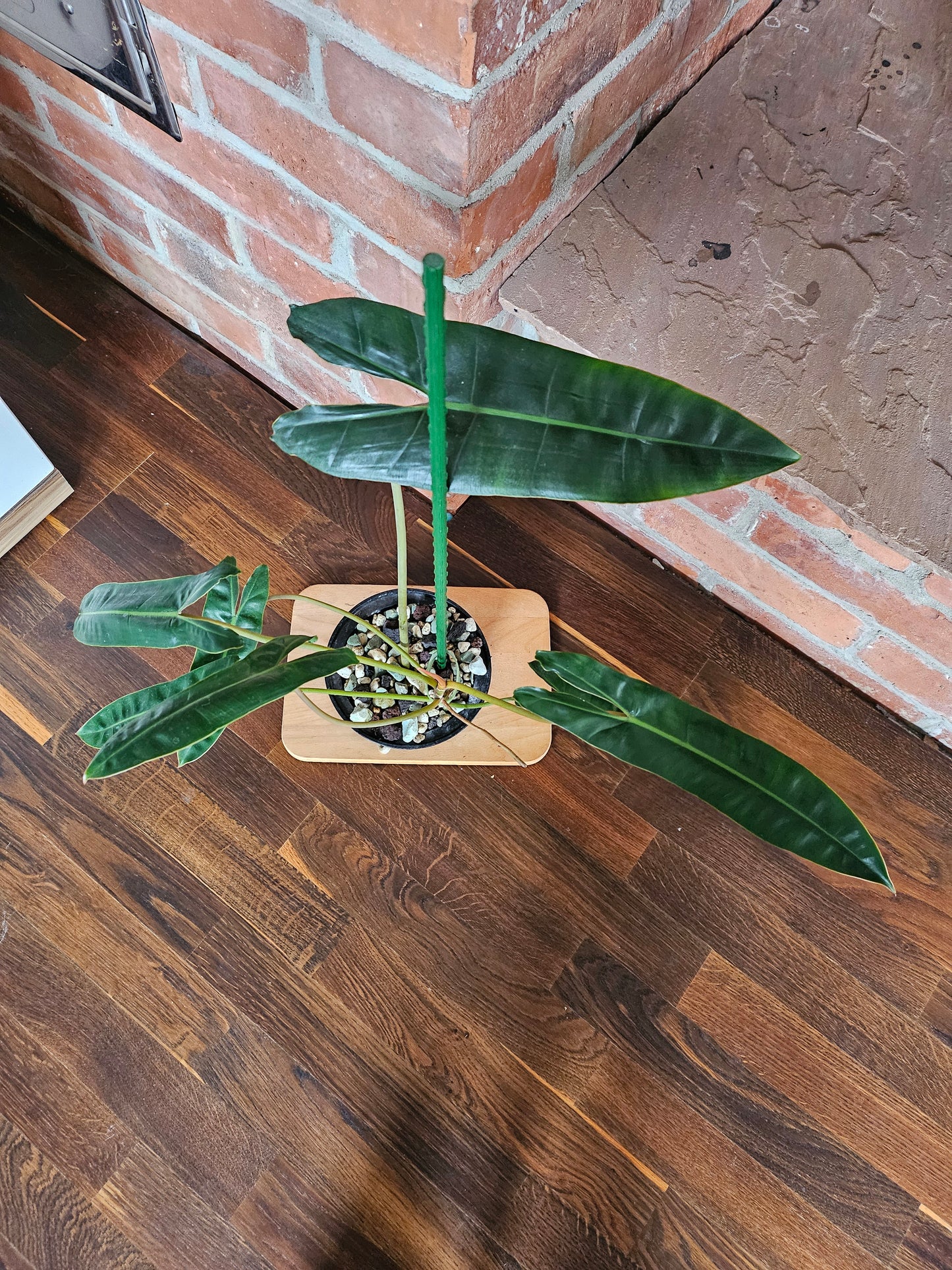 Philodendron Billietiae Pflanze
