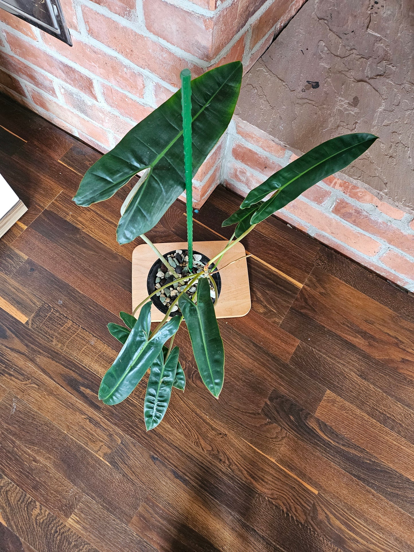 Philodendron Billietiae Pflanze