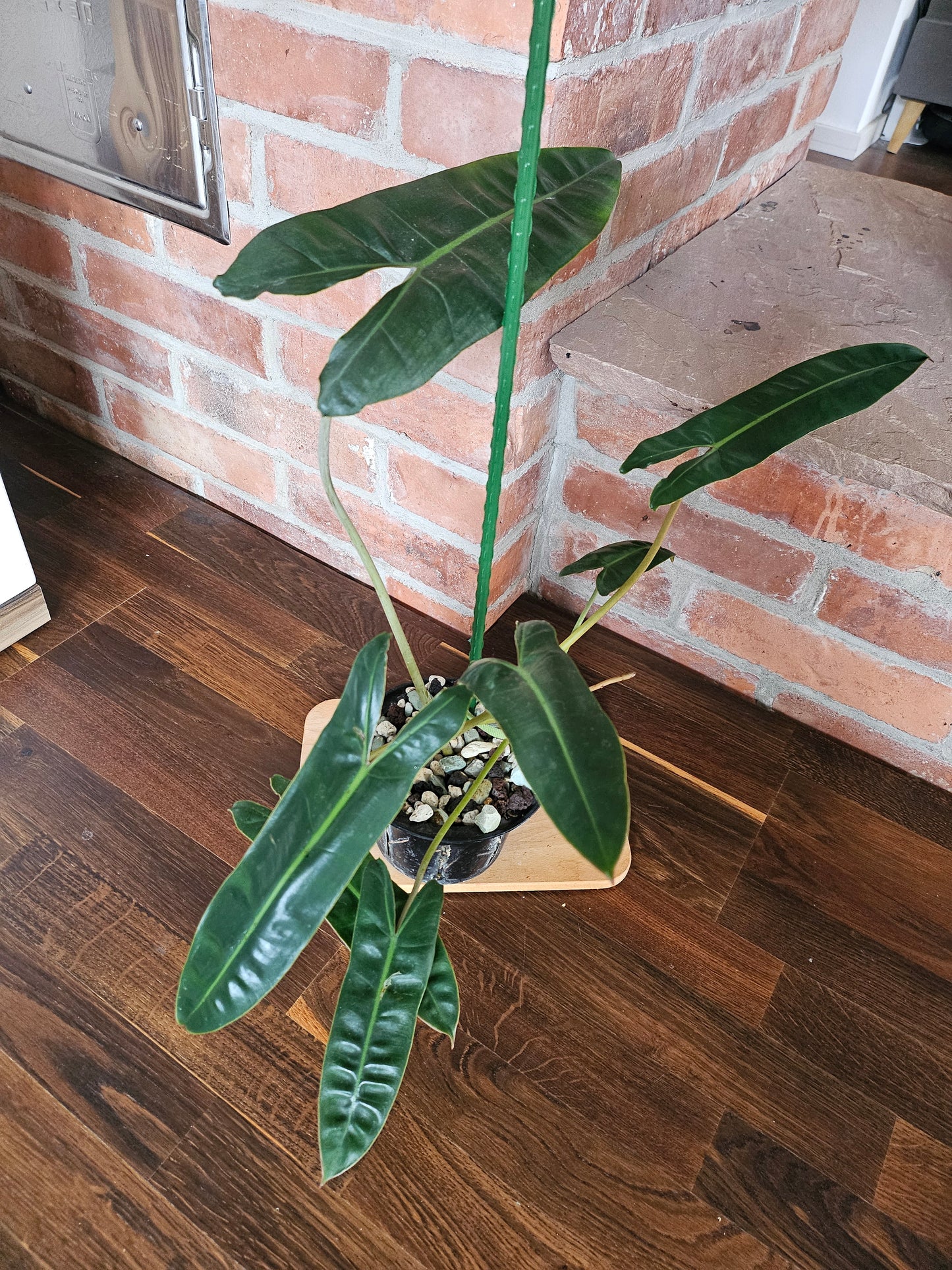 Philodendron Billietiae Pflanze