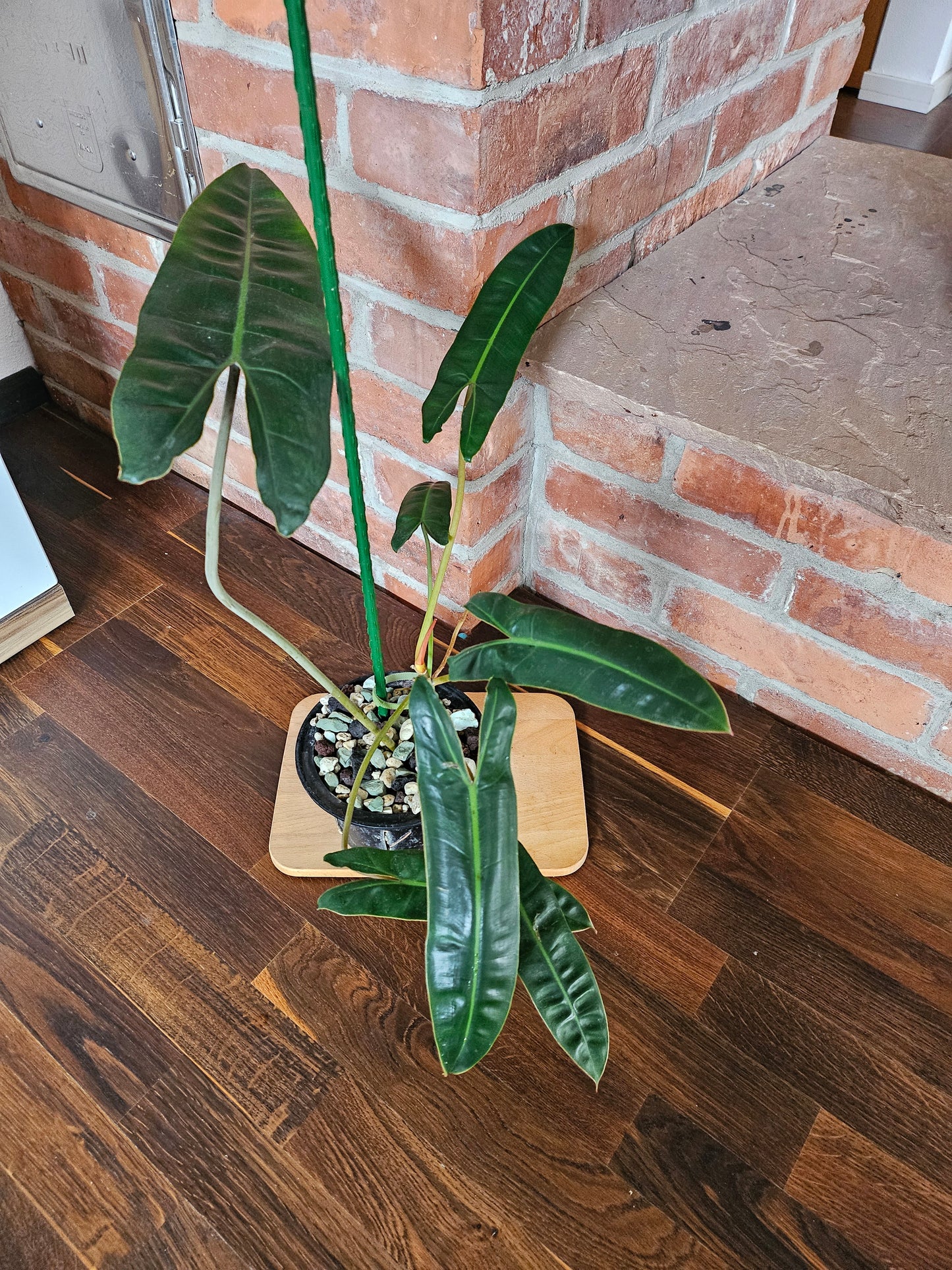 Philodendron Billietiae Pflanze