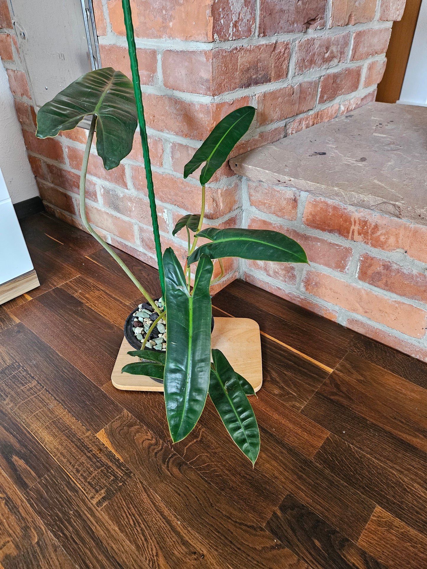 Philodendron Billietiae Pflanze