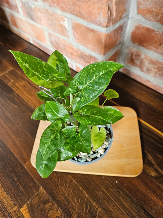 Syngonium panda Pflanze