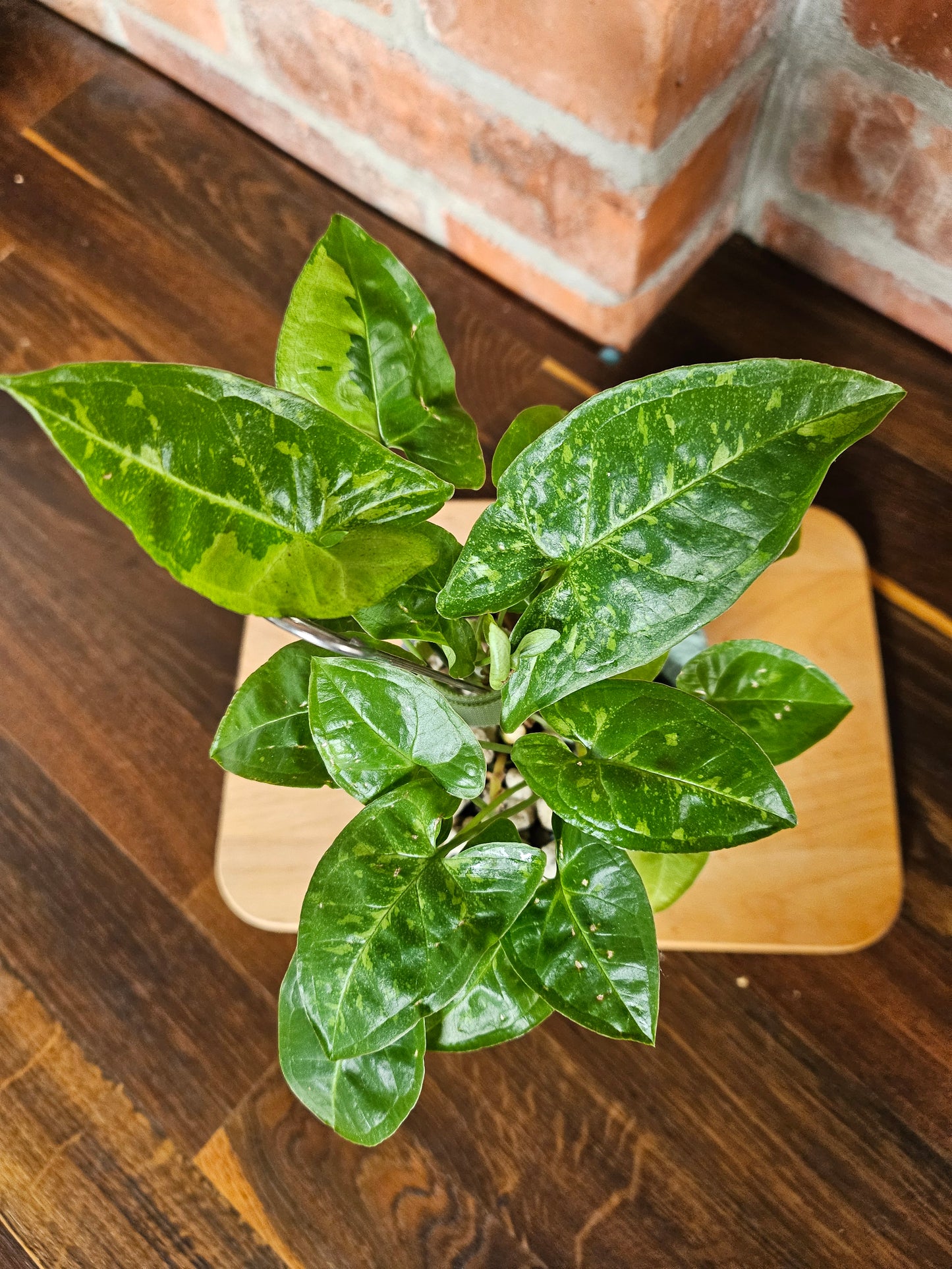 Syngonium panda Pflanze