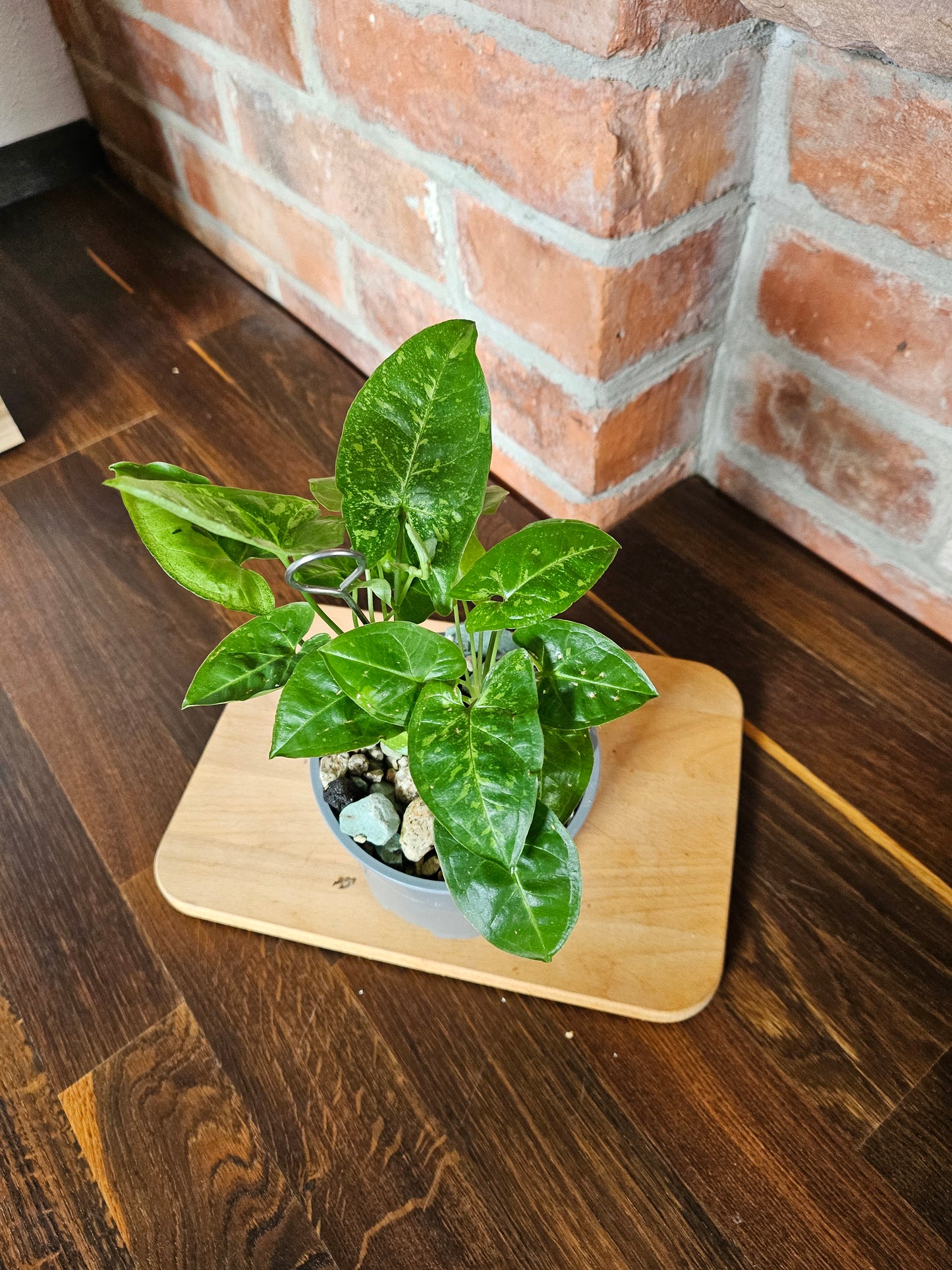 Syngonium panda Pflanze