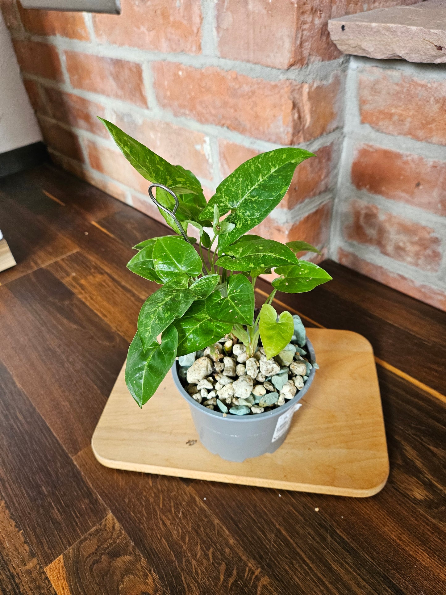 Syngonium panda Pflanze
