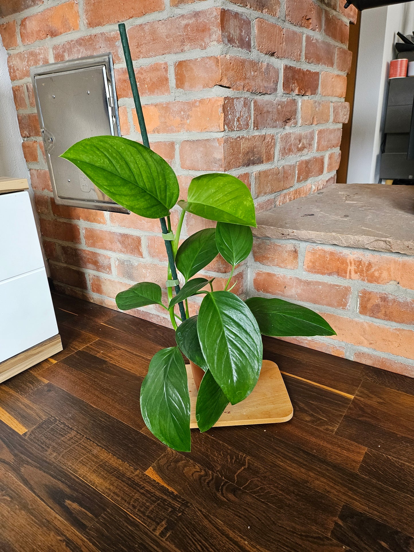 Monstera Lechleriana Pflanze