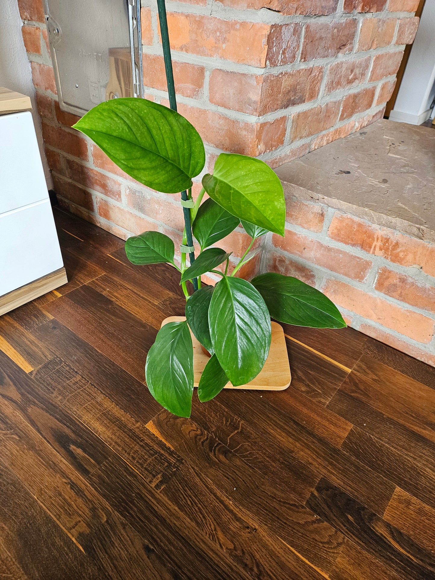 Monstera Lechleriana Pflanze