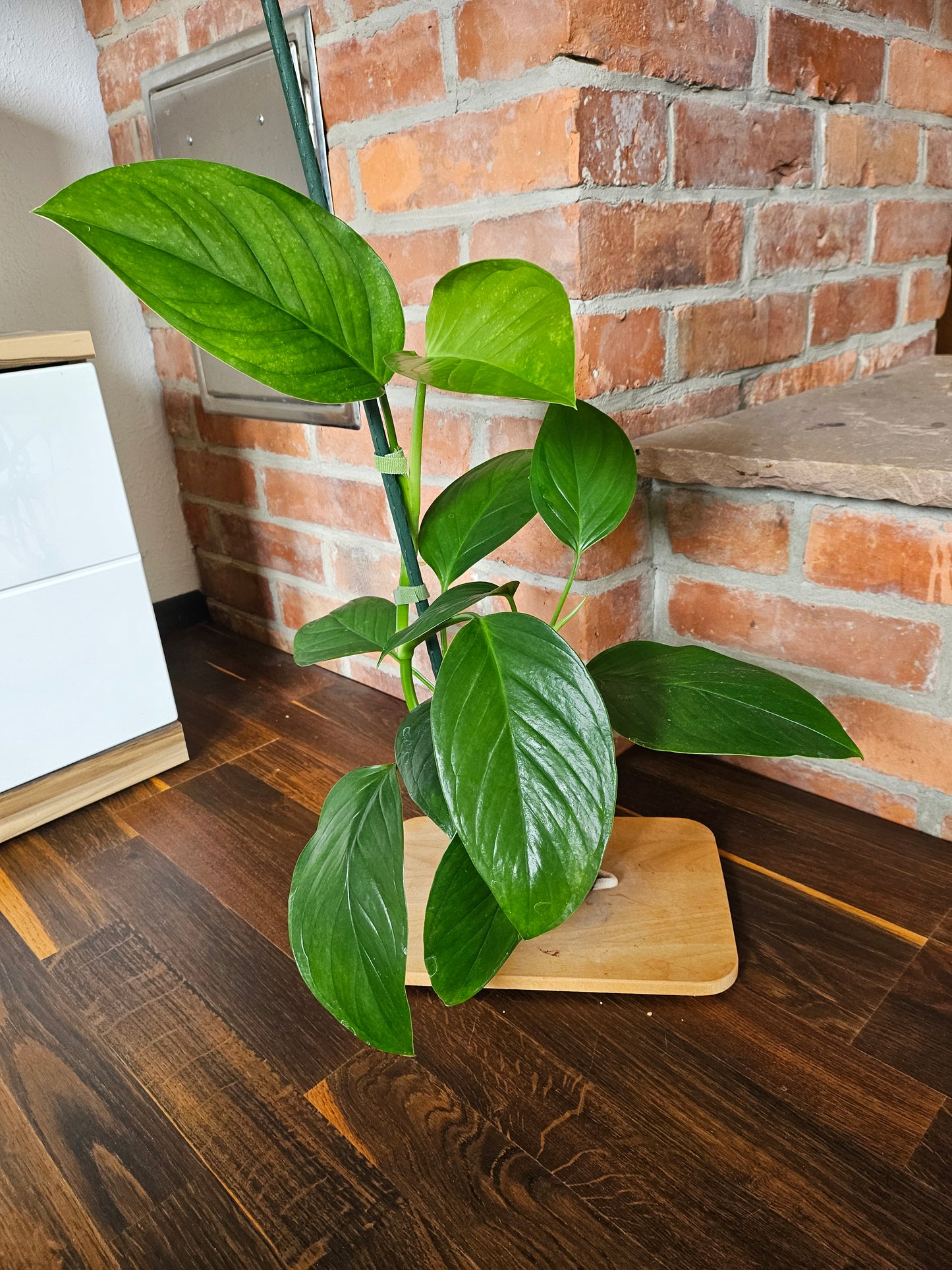 Monstera Lechleriana Pflanze