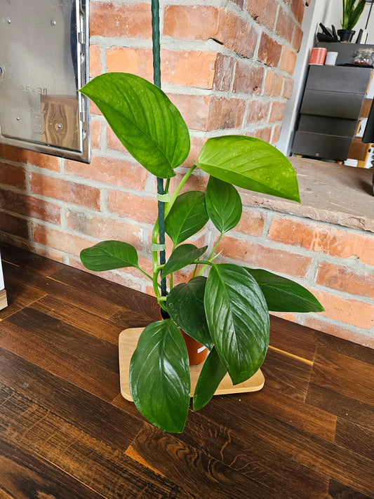 Monstera Lechleriana Pflanze