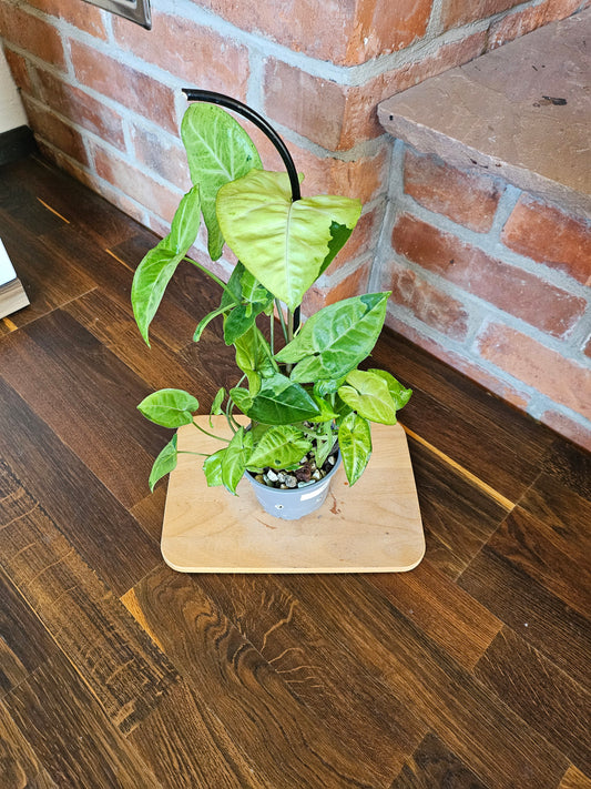 Syngonium panda white form white panda Pflanze