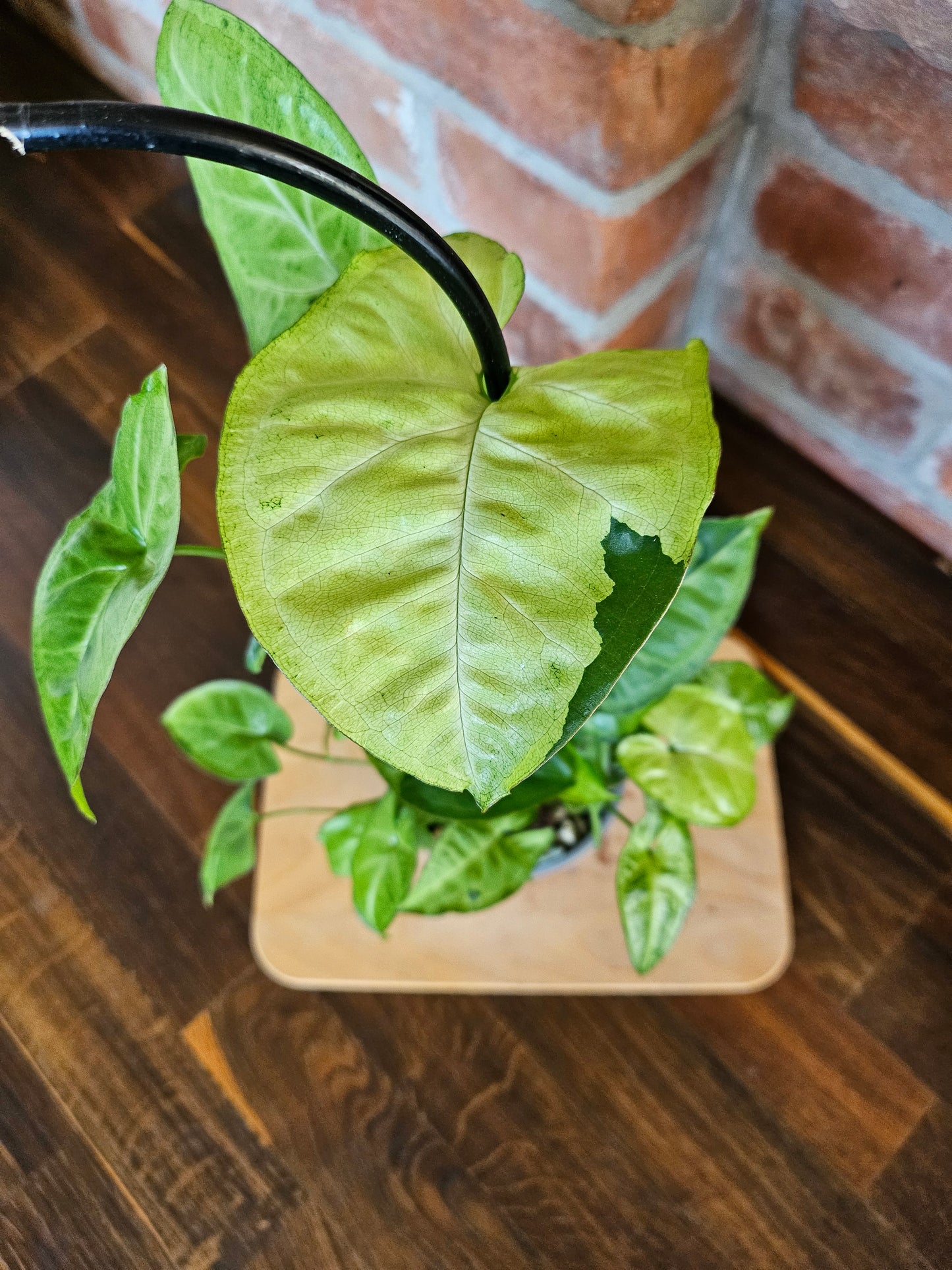 Syngonium panda white form white panda Pflanze